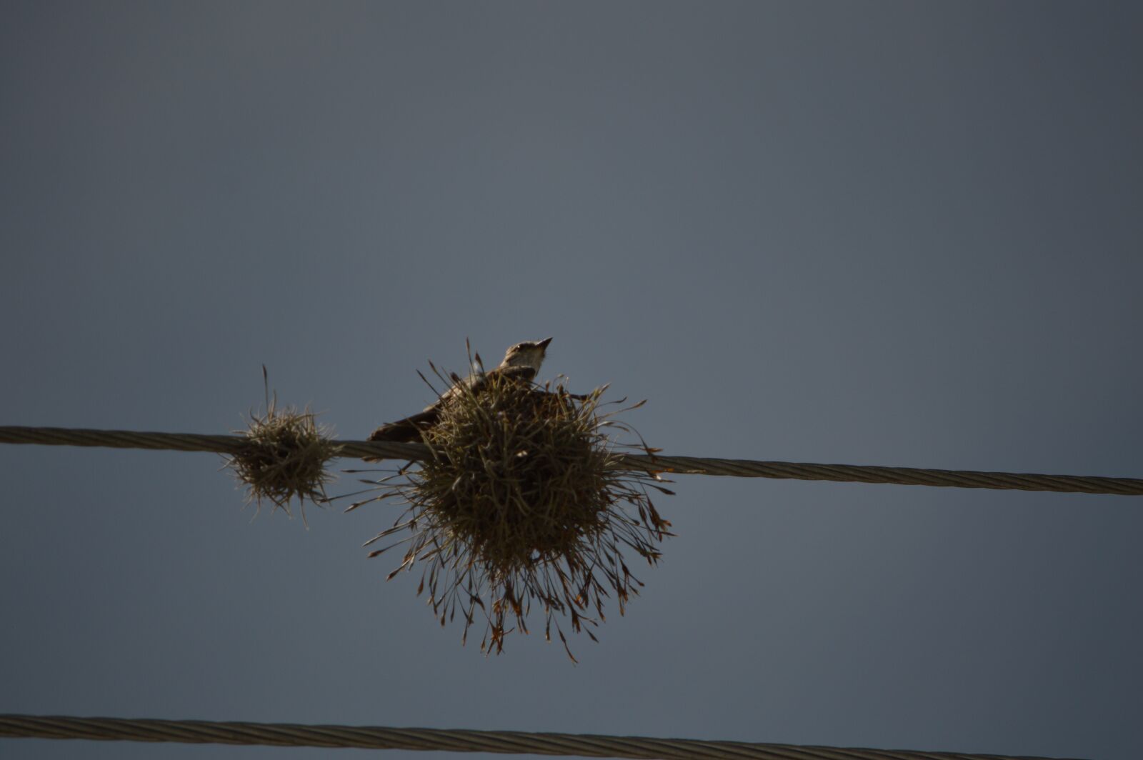 Nikon D3200 sample photo. Ave, nest, reproduction photography