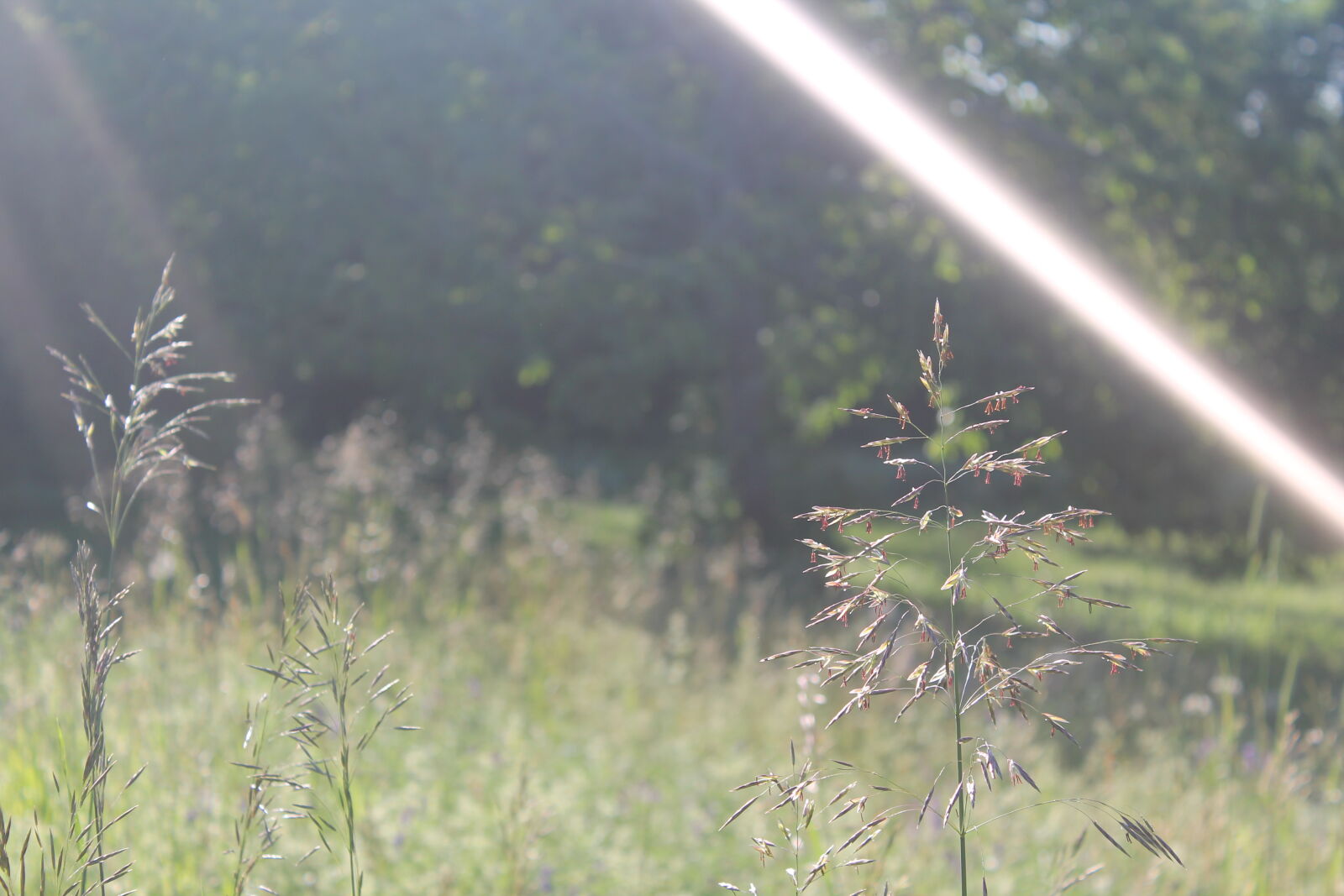 Canon EOS 1100D (EOS Rebel T3 / EOS Kiss X50) sample photo. Field, flowers, light, nature photography