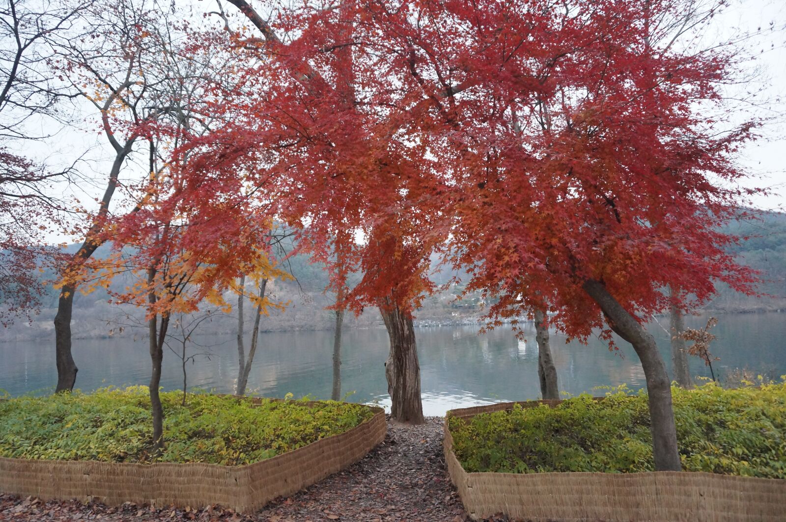 Sony Alpha NEX-3N sample photo. Maple, wood, nami photography