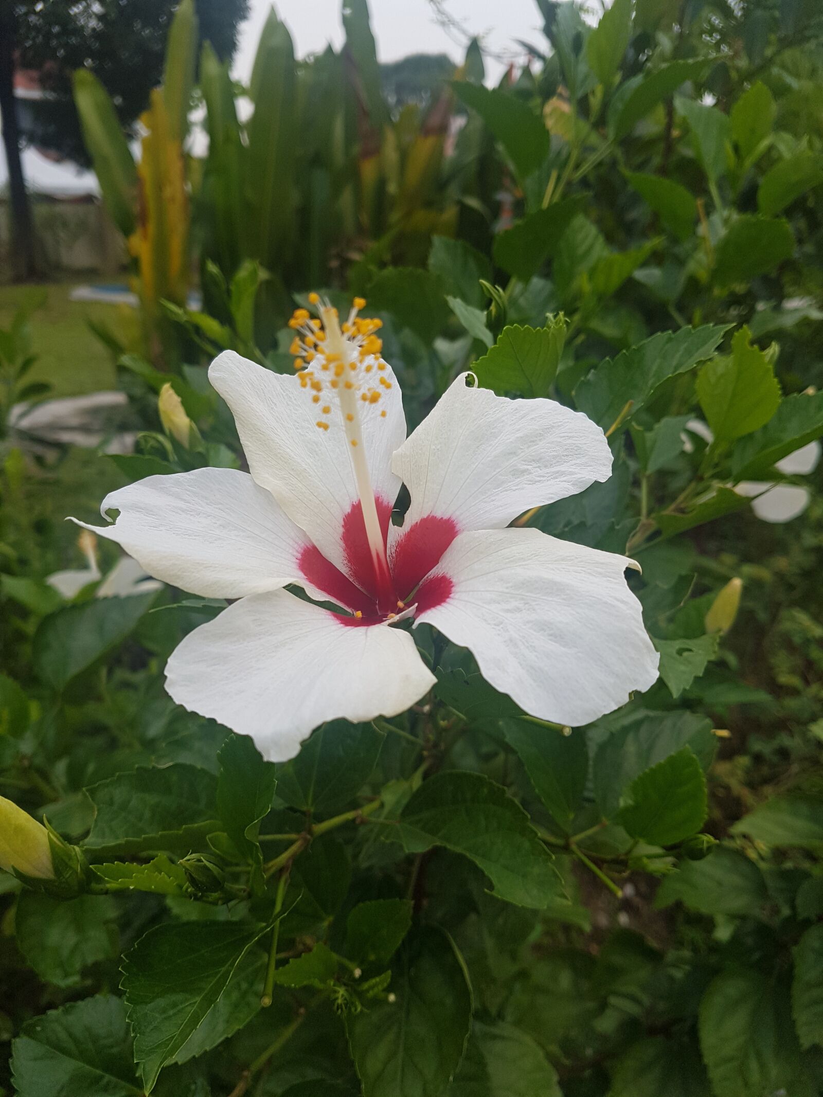 Samsung Galaxy S7 Edge sample photo. Flower, white, green photography