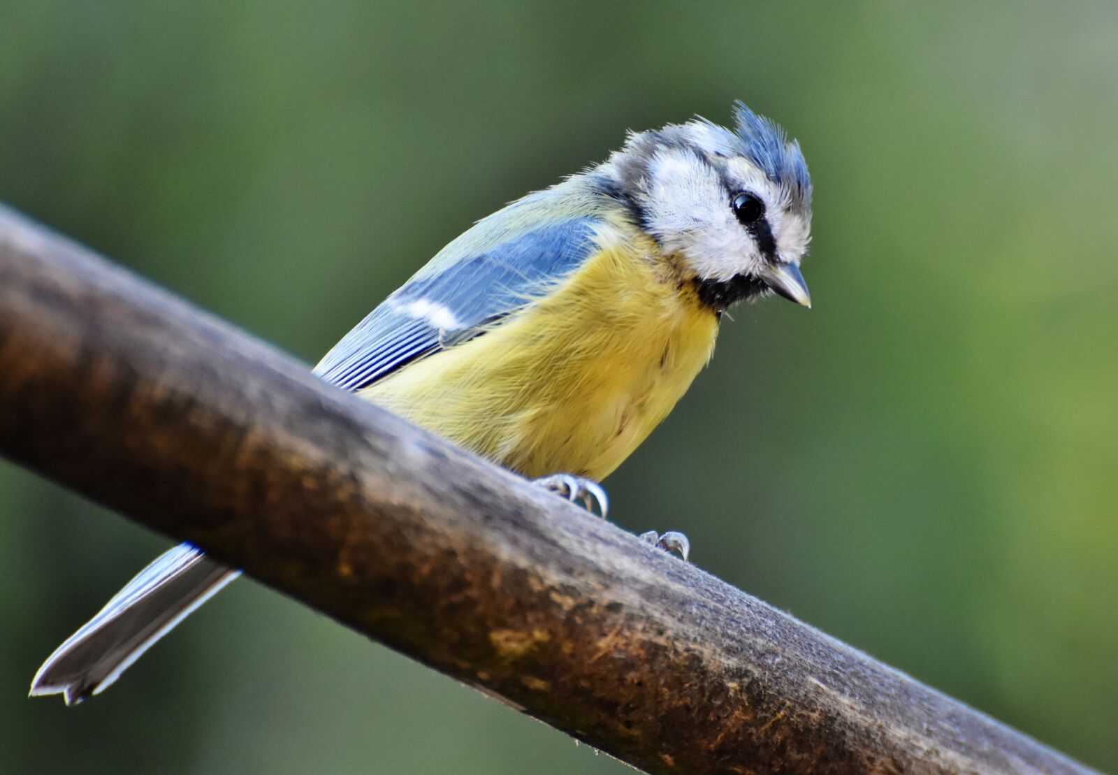 Nikon D7200 sample photo. Blue tit, tit, bird photography