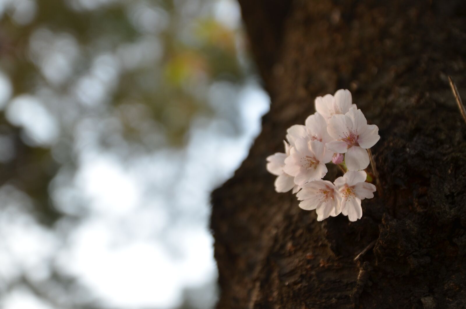 Nikon D7000 sample photo. Flowers, wood, nature photography