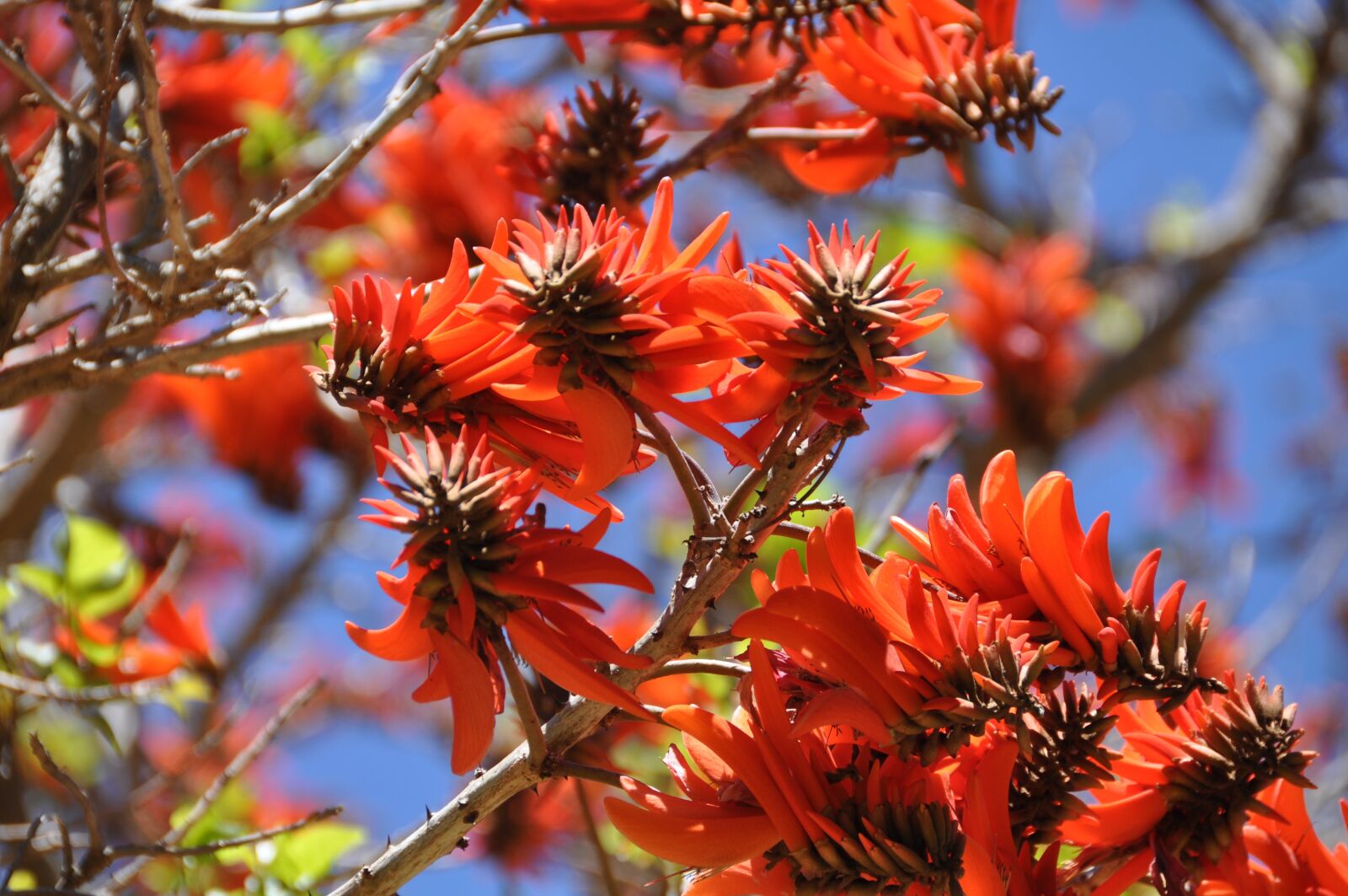 Nikon D90 sample photo. South africa, spring, gauteng photography