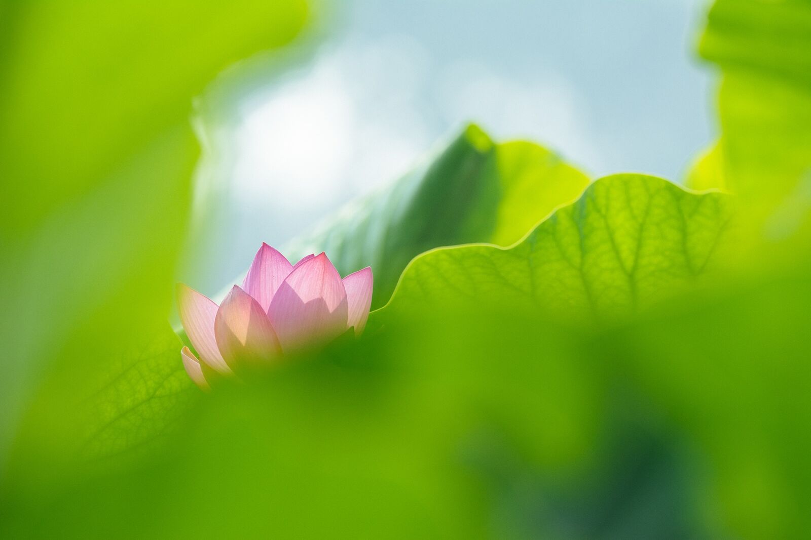 Nikon D7100 sample photo. Leaf, nature, flora photography