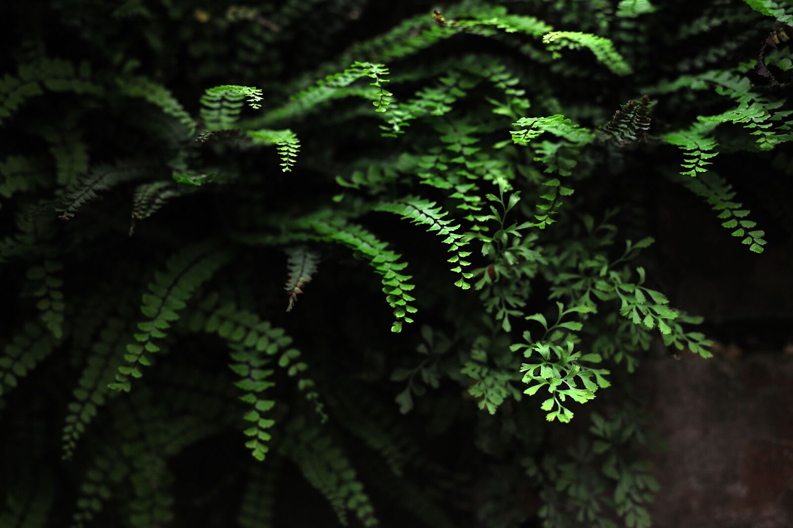 Nikon D700 sample photo. Plant, plants, green photography