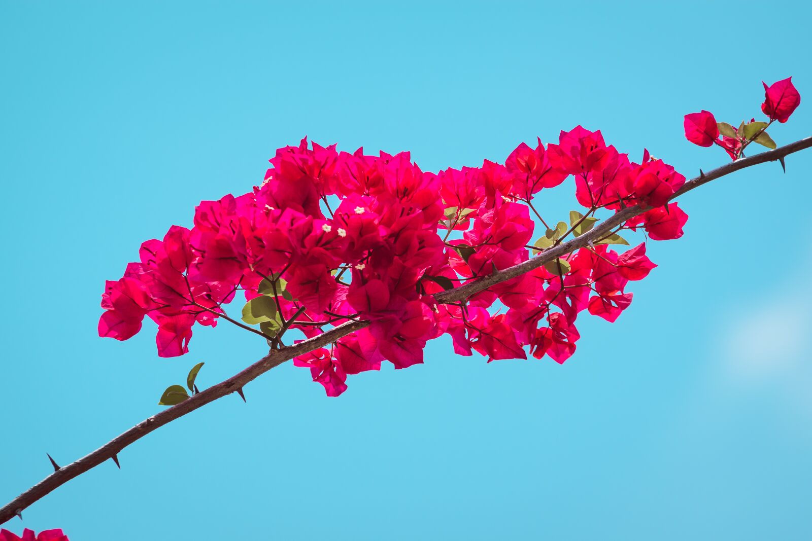 Nikon D5600 sample photo. Bougainvillea, flowers, fuschia photography