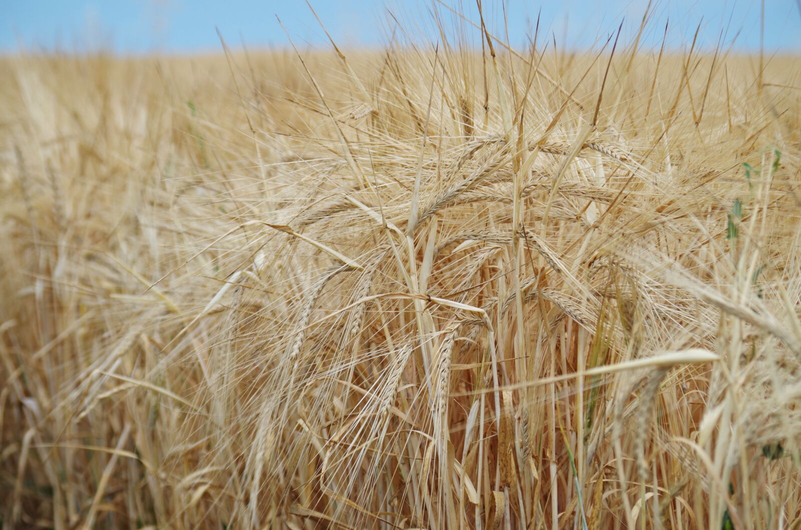 Pentax K-500 sample photo. The grain, field, oats photography