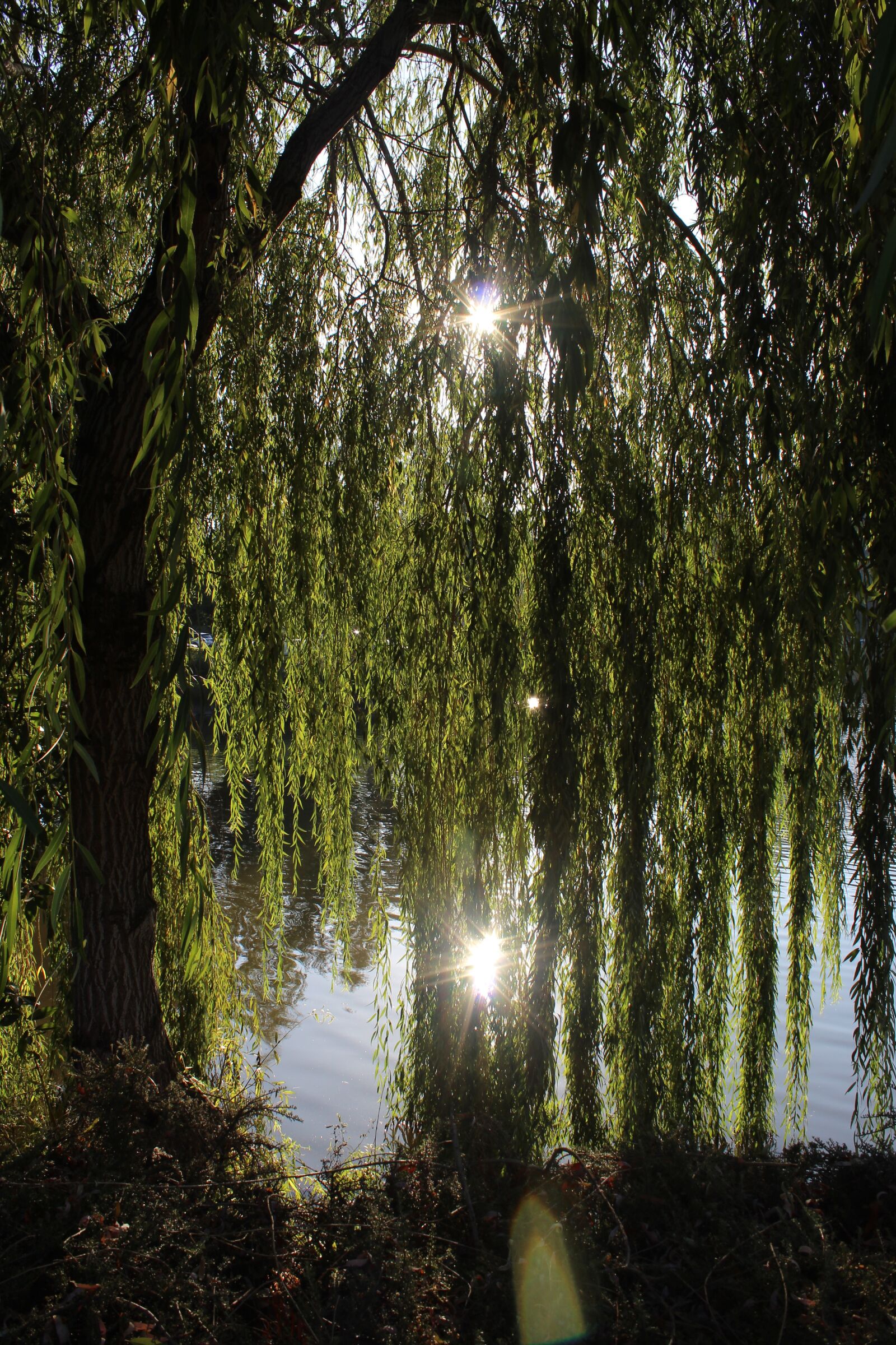 Canon EOS 1300D (EOS Rebel T6 / EOS Kiss X80) sample photo. Willow, willow tree, outdoors photography