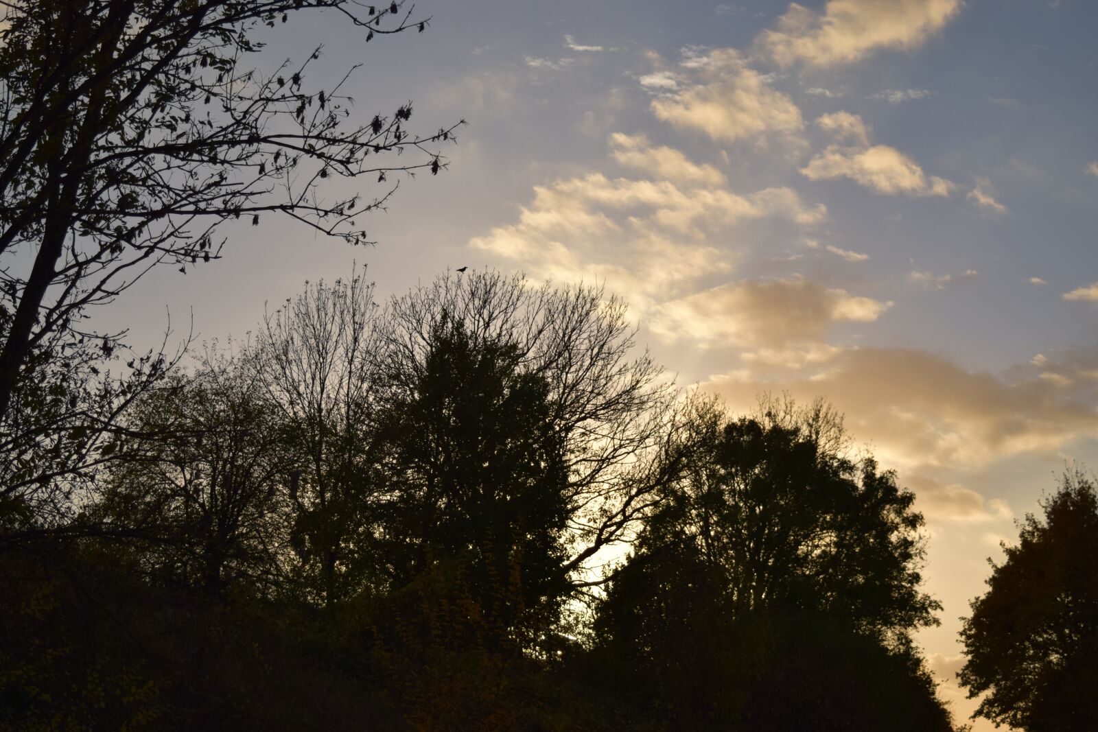 Nikon D3300 sample photo. Autumn, sunset, abendstimmung photography