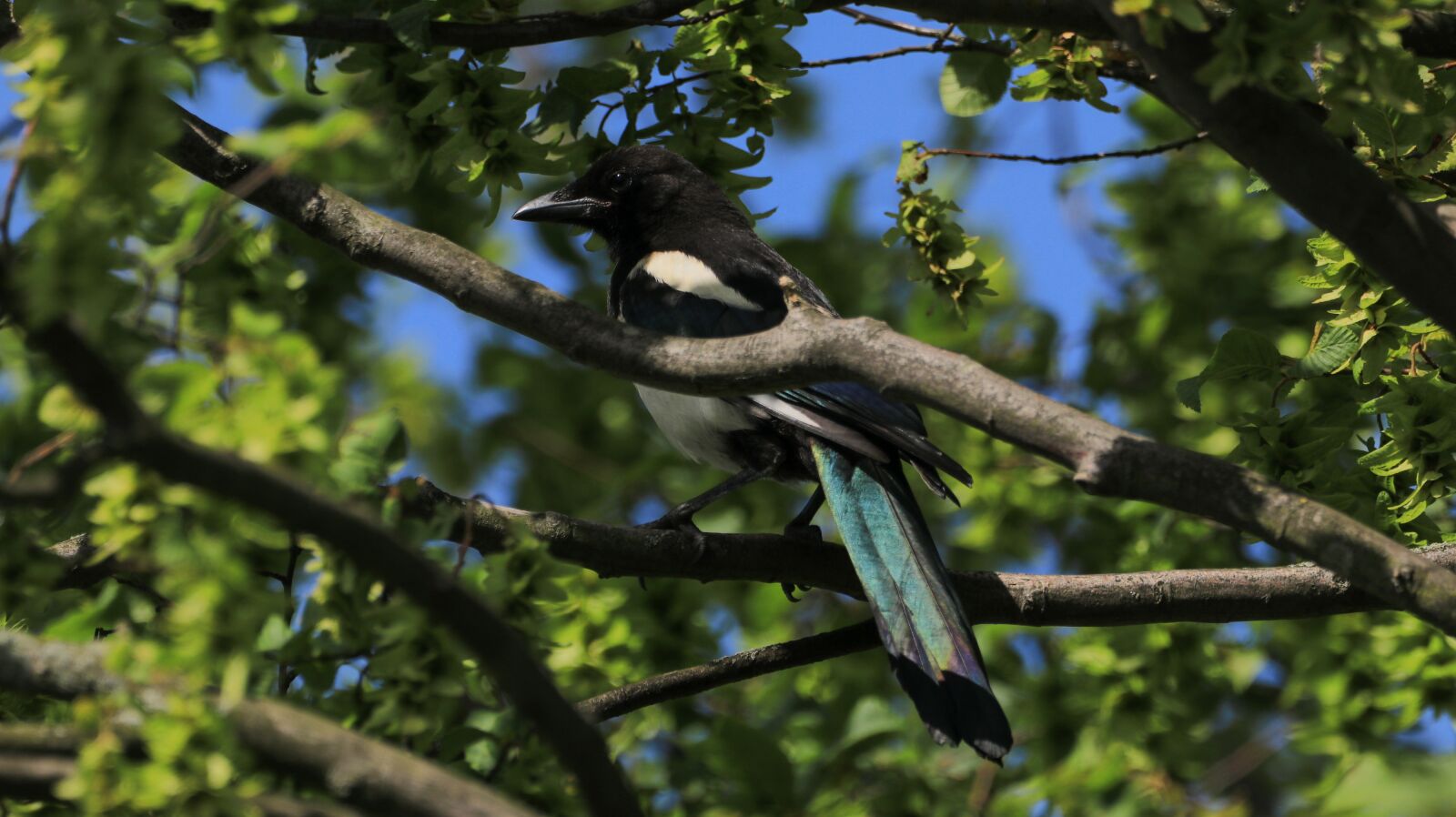 150-600mm F5-6.3 DG OS HSM | Contemporary 015 sample photo. Elster, branch, nature photography