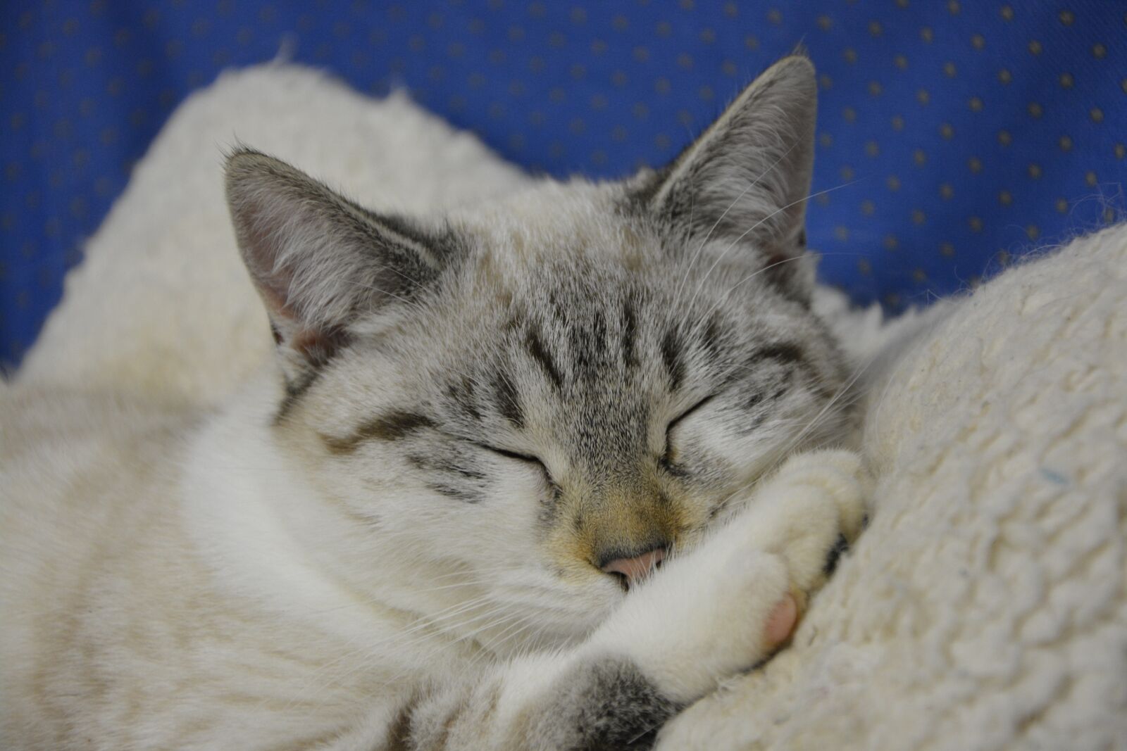 Nikon D5200 sample photo. Cat, cat sleeping, head photography
