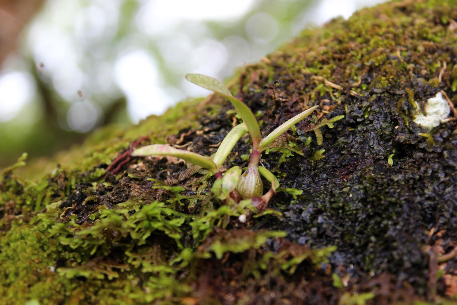 Canon EOS 600D (Rebel EOS T3i / EOS Kiss X5) sample photo. Nature, moss, green photography