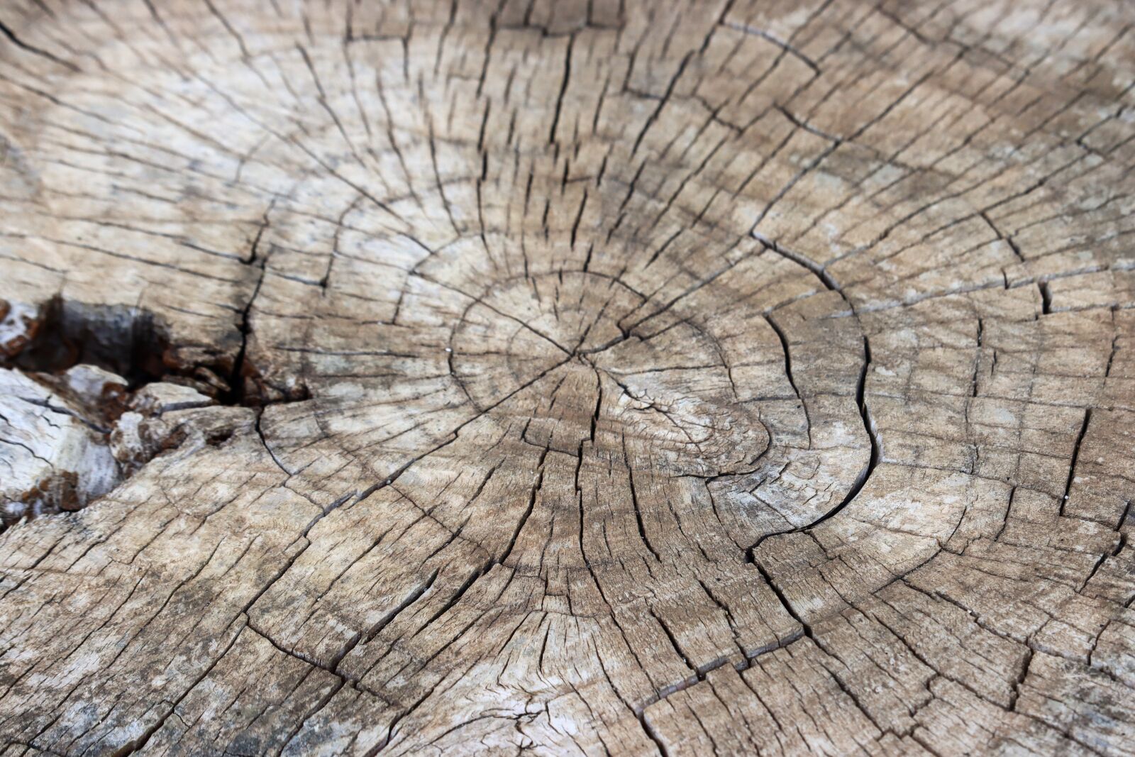 Canon EOS 90D sample photo. Trunk, knots, old photography