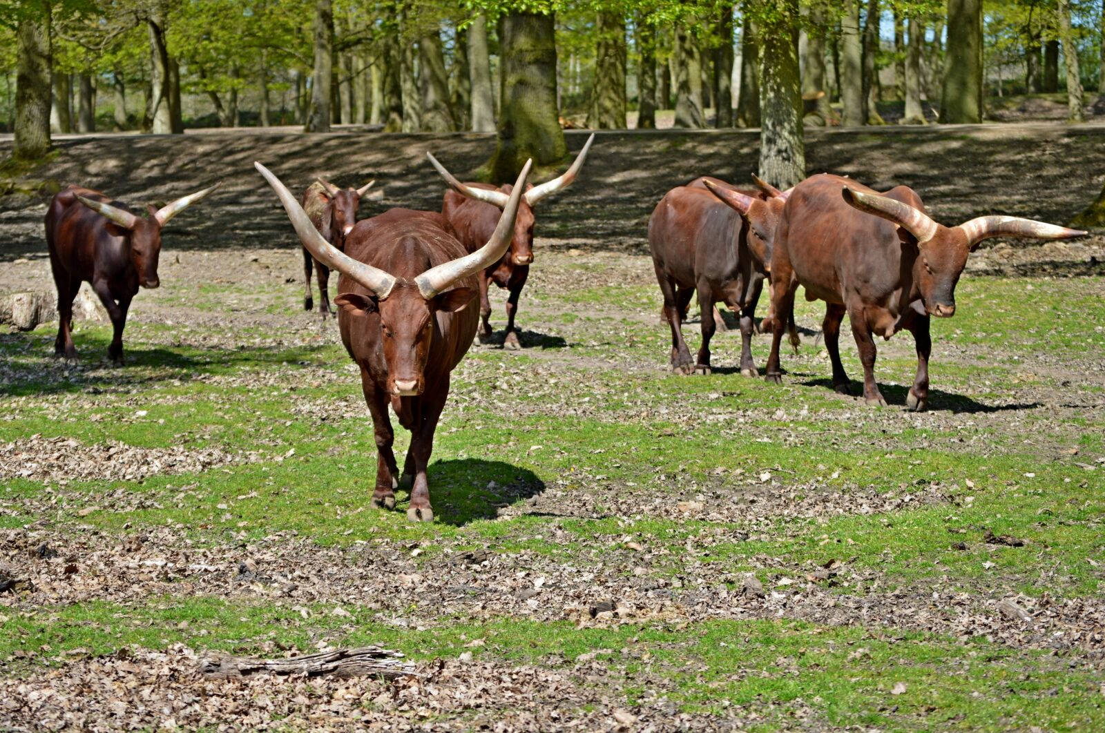 Nikon D3200 sample photo. Buffalo, cow, nature photography