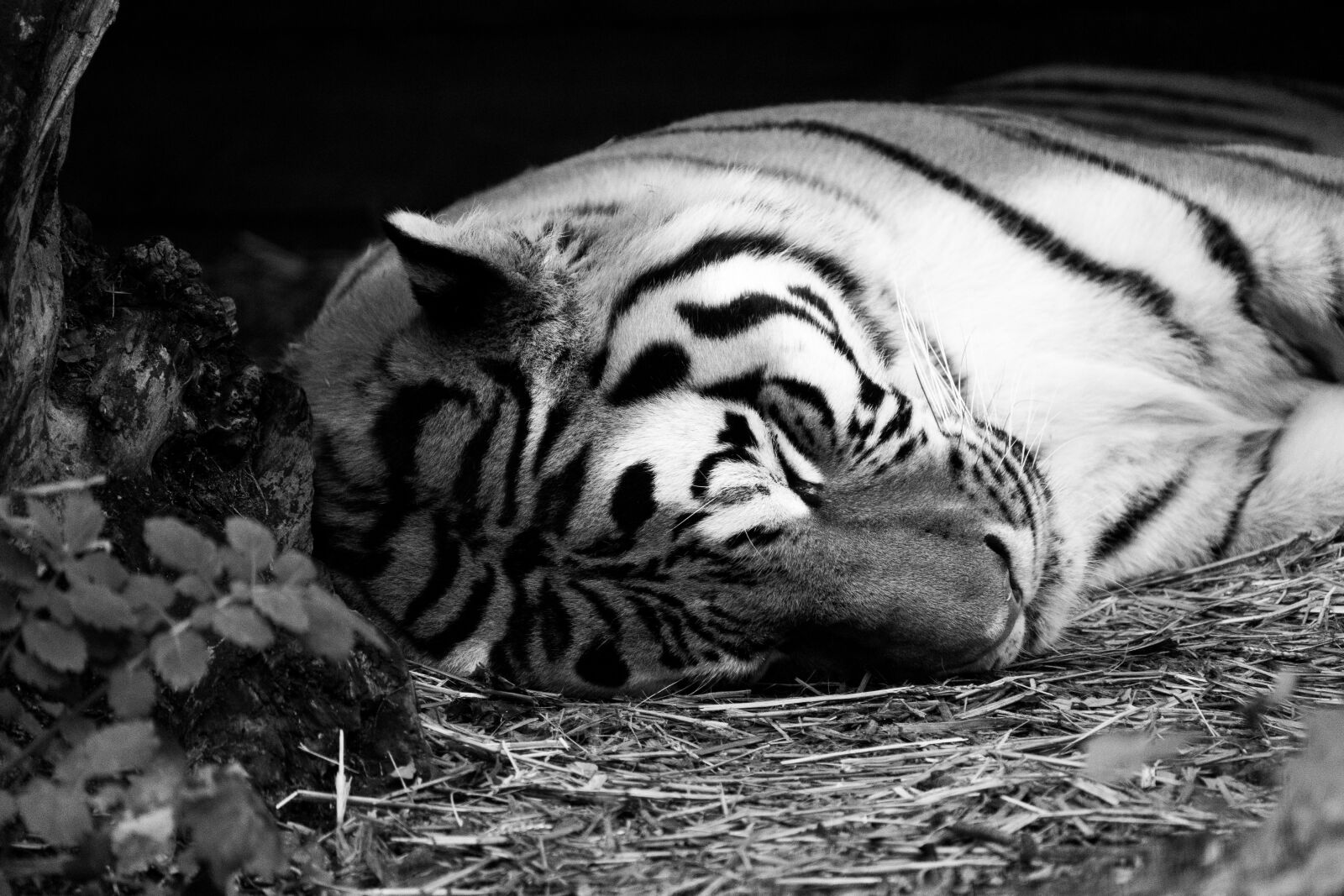 Sony FE 200-600mm F5.6-6.3 G OSS sample photo. Tiger, zoo, animal photography