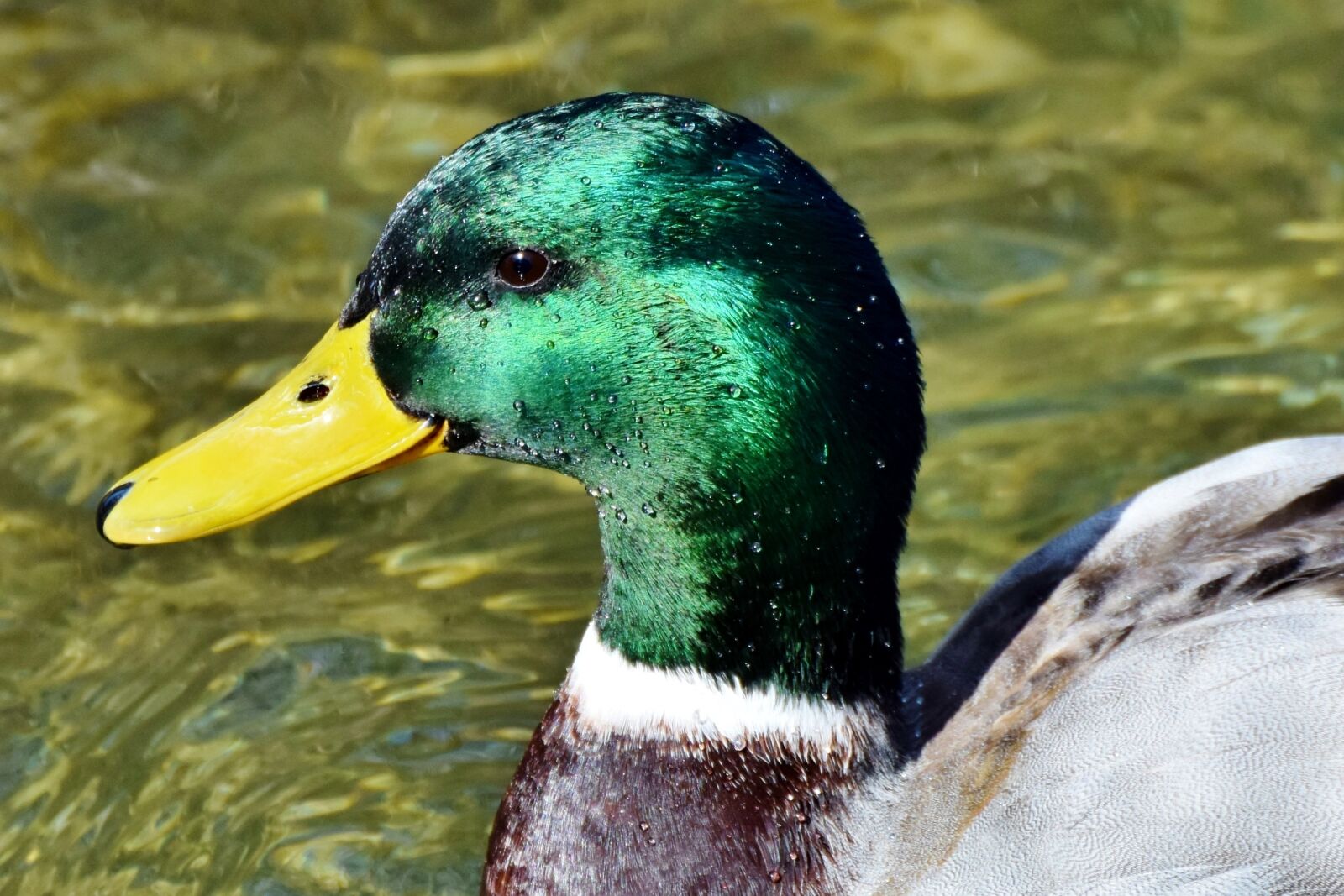 Nikon D7200 sample photo. Duck, drake, water bird photography