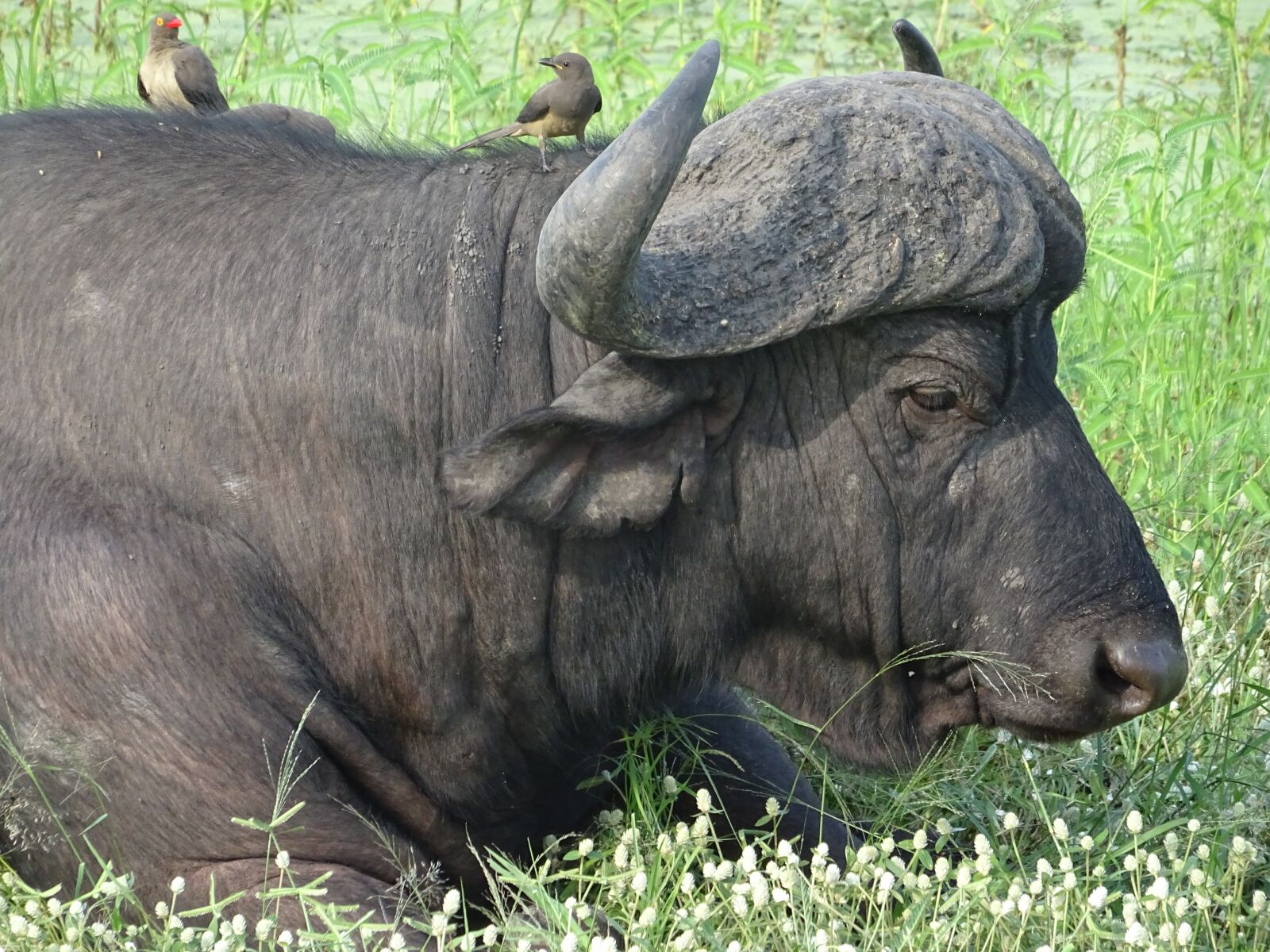 Sony DSC-HX60V sample photo. Buffalo, horns, south africa photography
