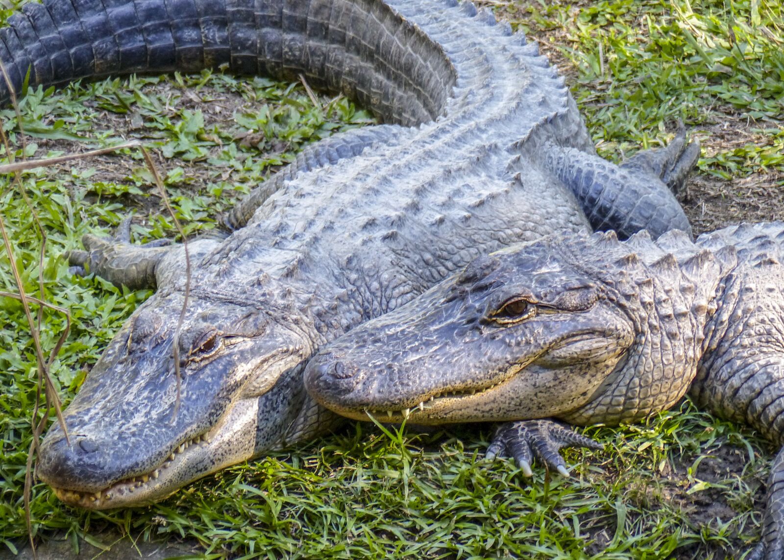 Panasonic Lumix DMC-FZ200 sample photo. Alligator, reptile, predator photography