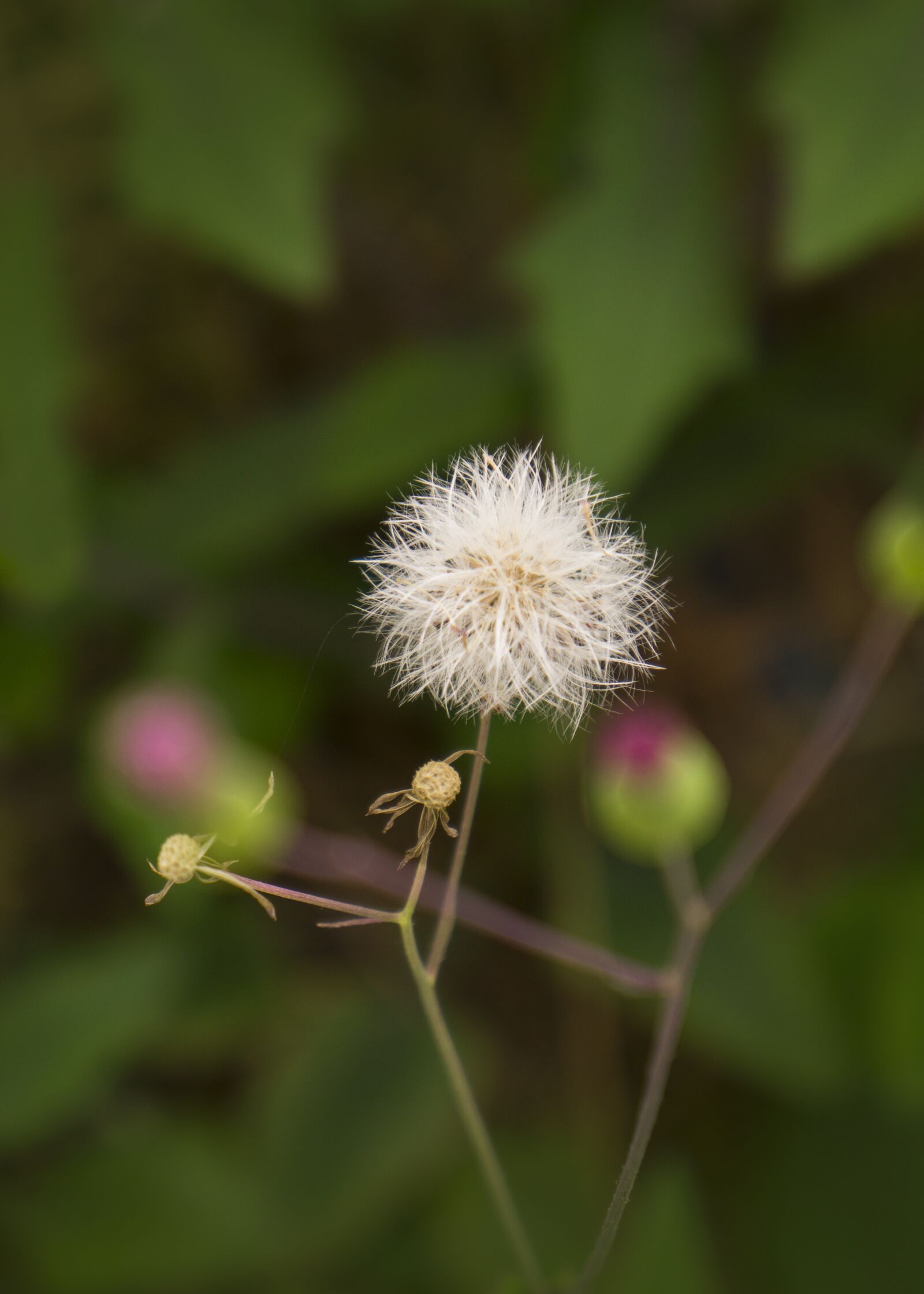 Sony Alpha NEX-F3 + Sony E 18-55mm F3.5-5.6 OSS sample photo. Wildflowers, natural, white flowers photography