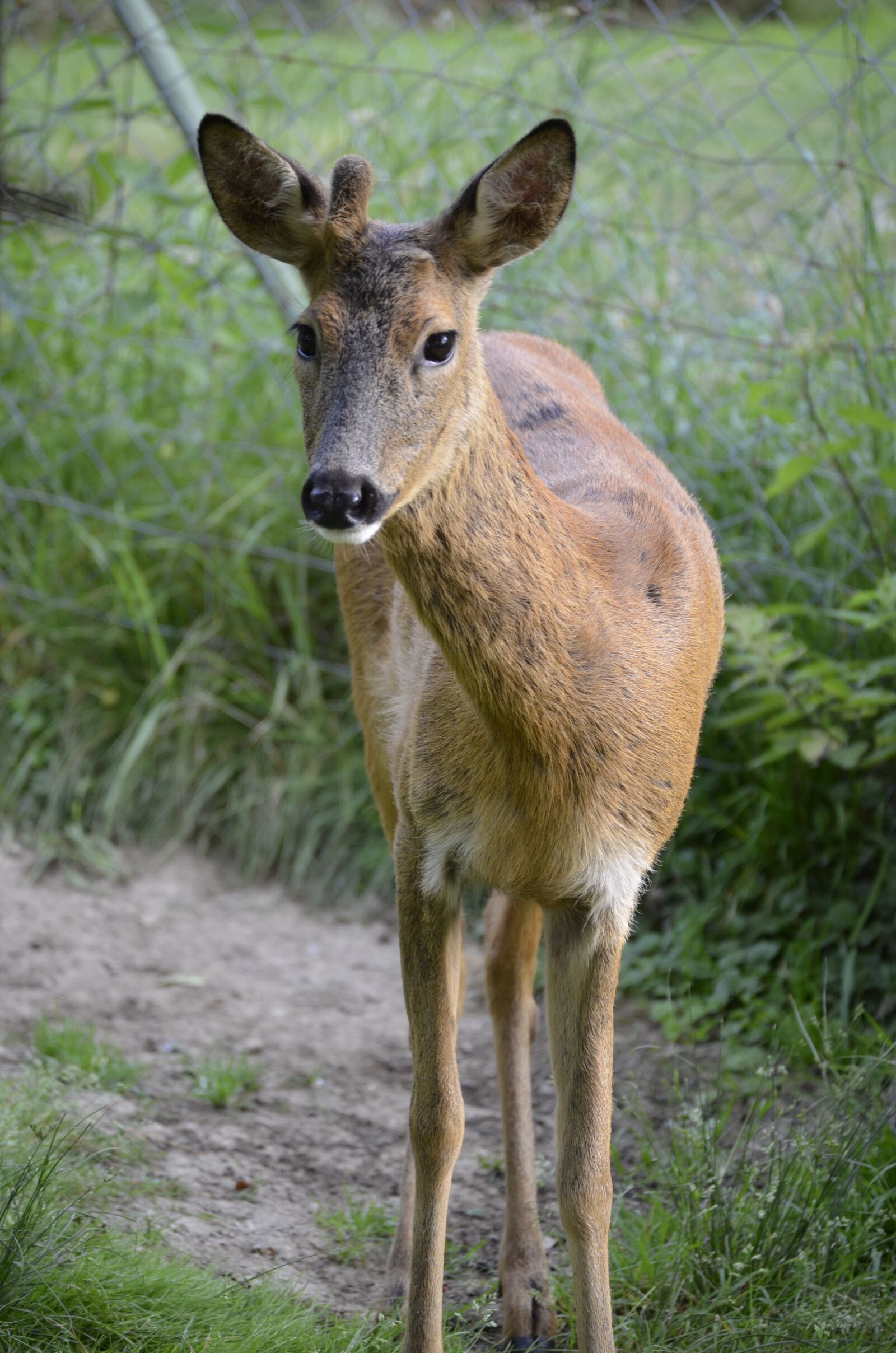 Nikon D5100 sample photo. Roe deer, eyes, attention photography