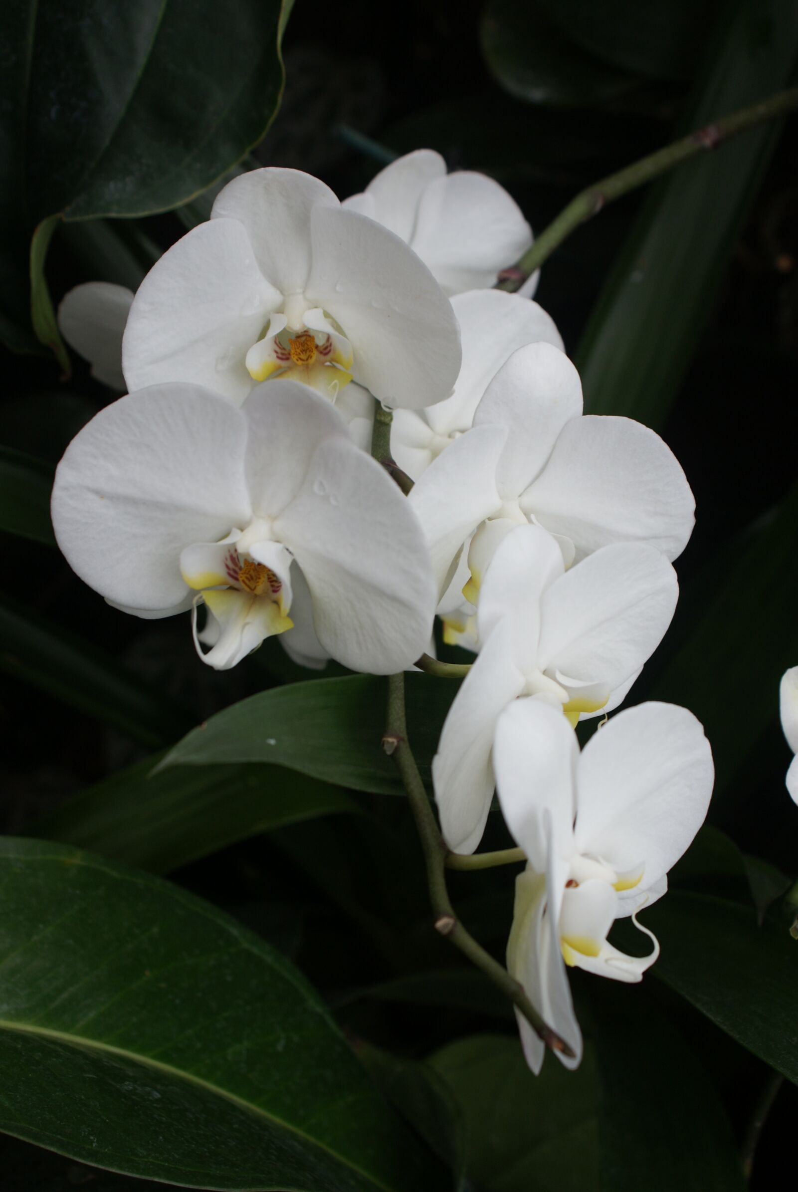 Sony Alpha DSLR-A200 sample photo. Flower, biel, orchis photography