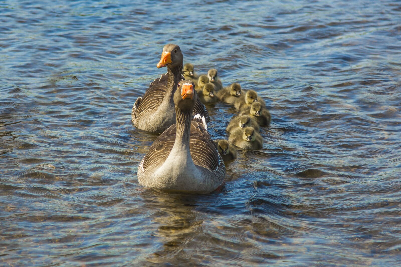 Canon EOS 60D sample photo. Geese, nature, lake photography