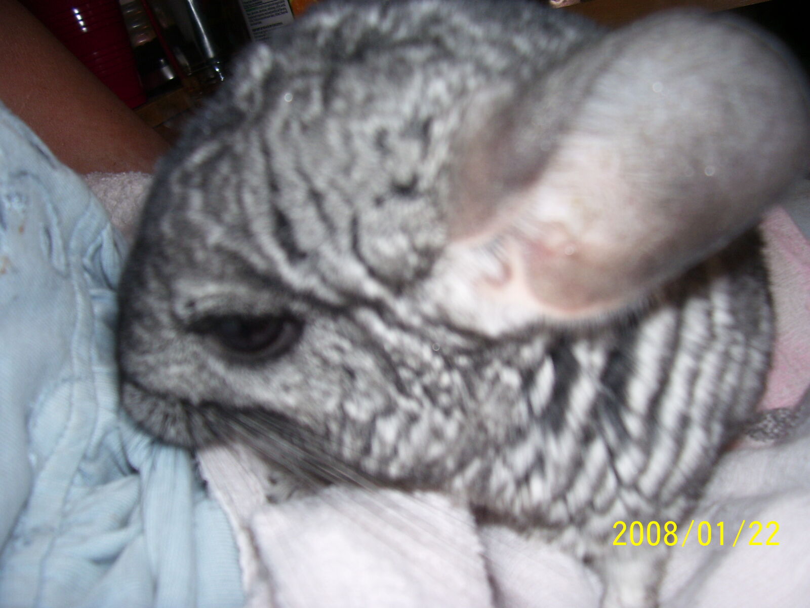 Kodak C340 ZOOM DIGITAL CAMERA sample photo. Chinchilla, close, up, face photography