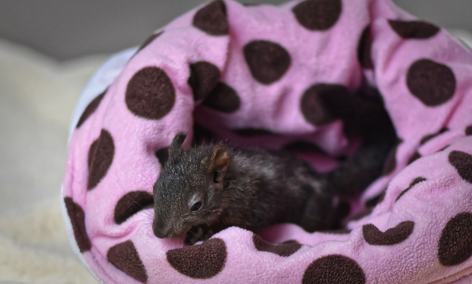 Nikon D7200 sample photo. Squirrel, baby, young animal photography