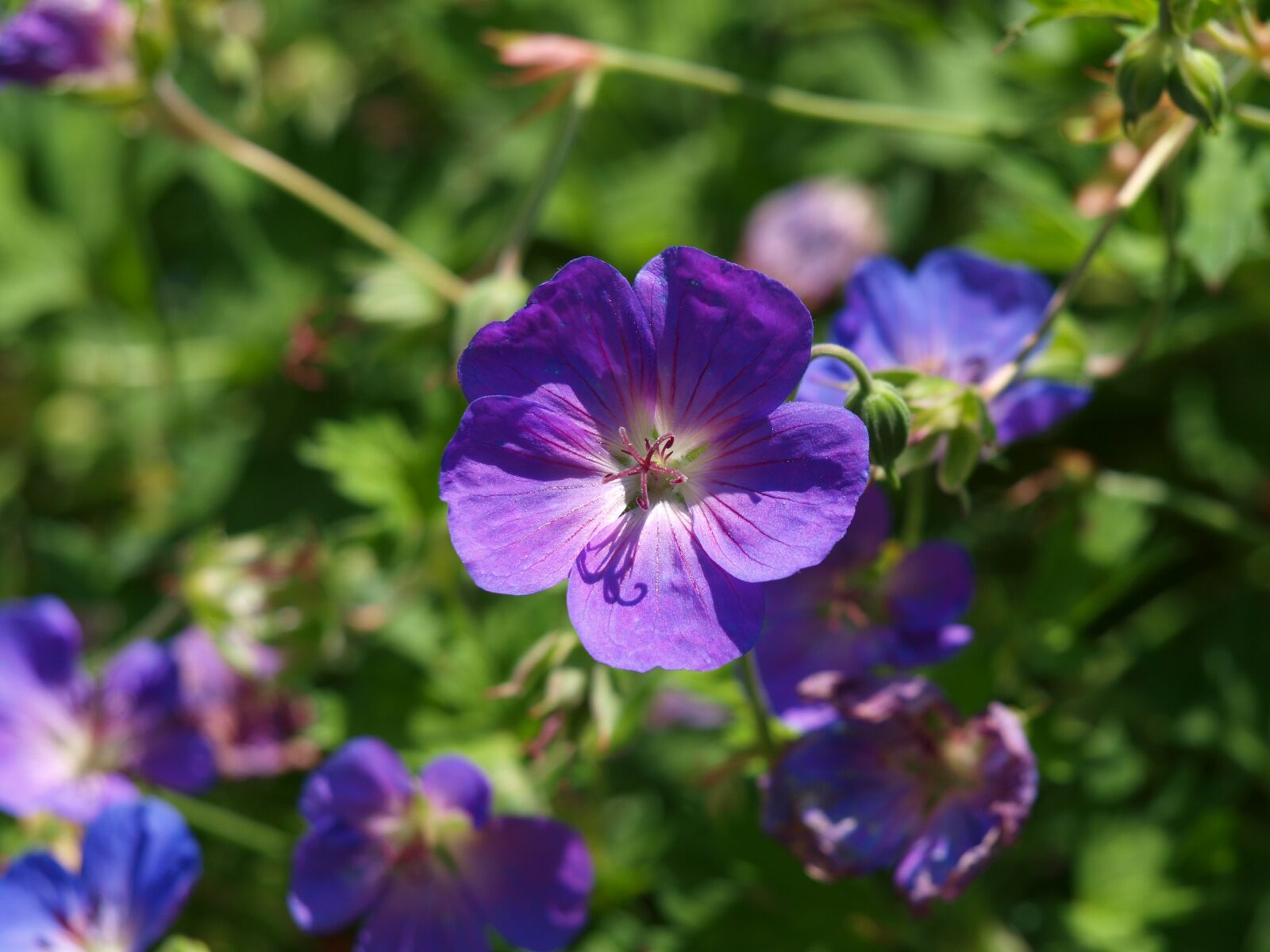 Olympus E-420 (EVOLT E-420) sample photo. Cranesbill, purple, blossom photography