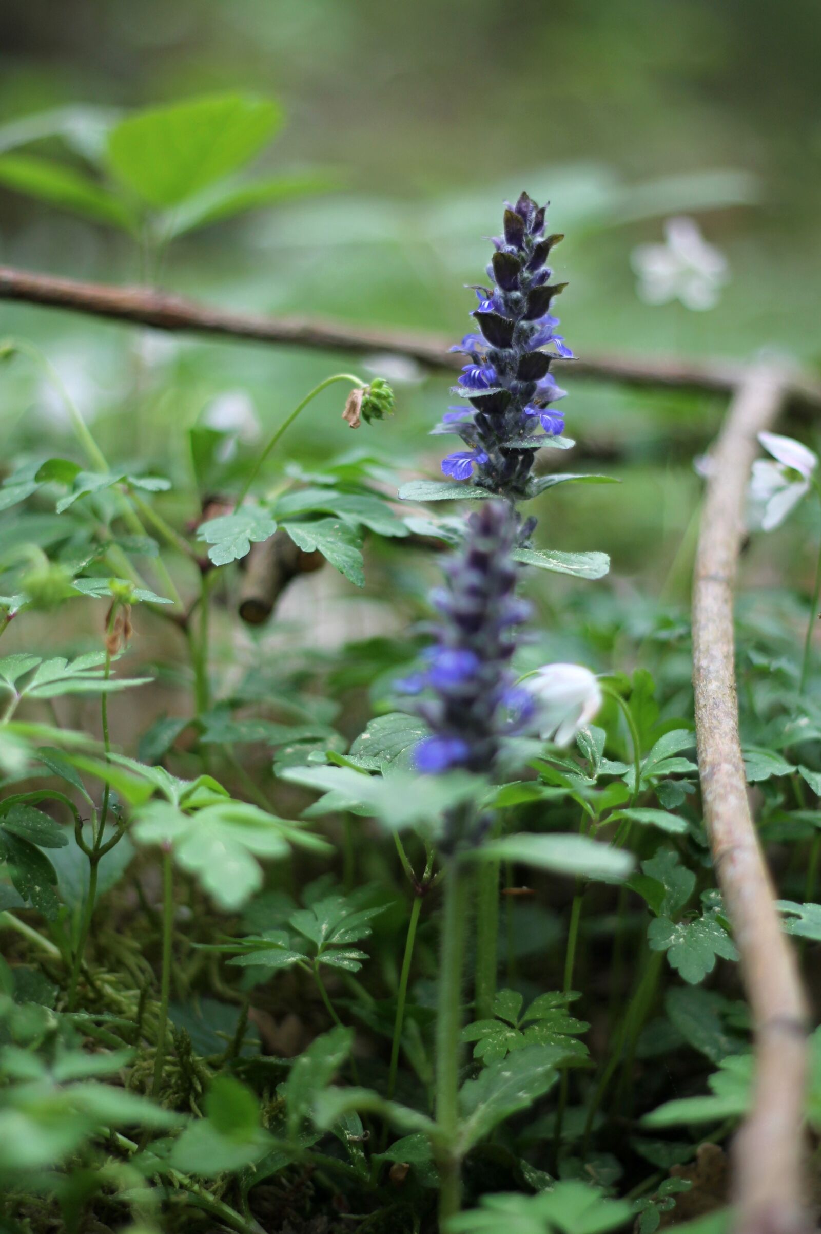 Canon EOS 1100D (EOS Rebel T3 / EOS Kiss X50) + Canon EF 50mm F1.8 II sample photo. Forest, flower, purple photography