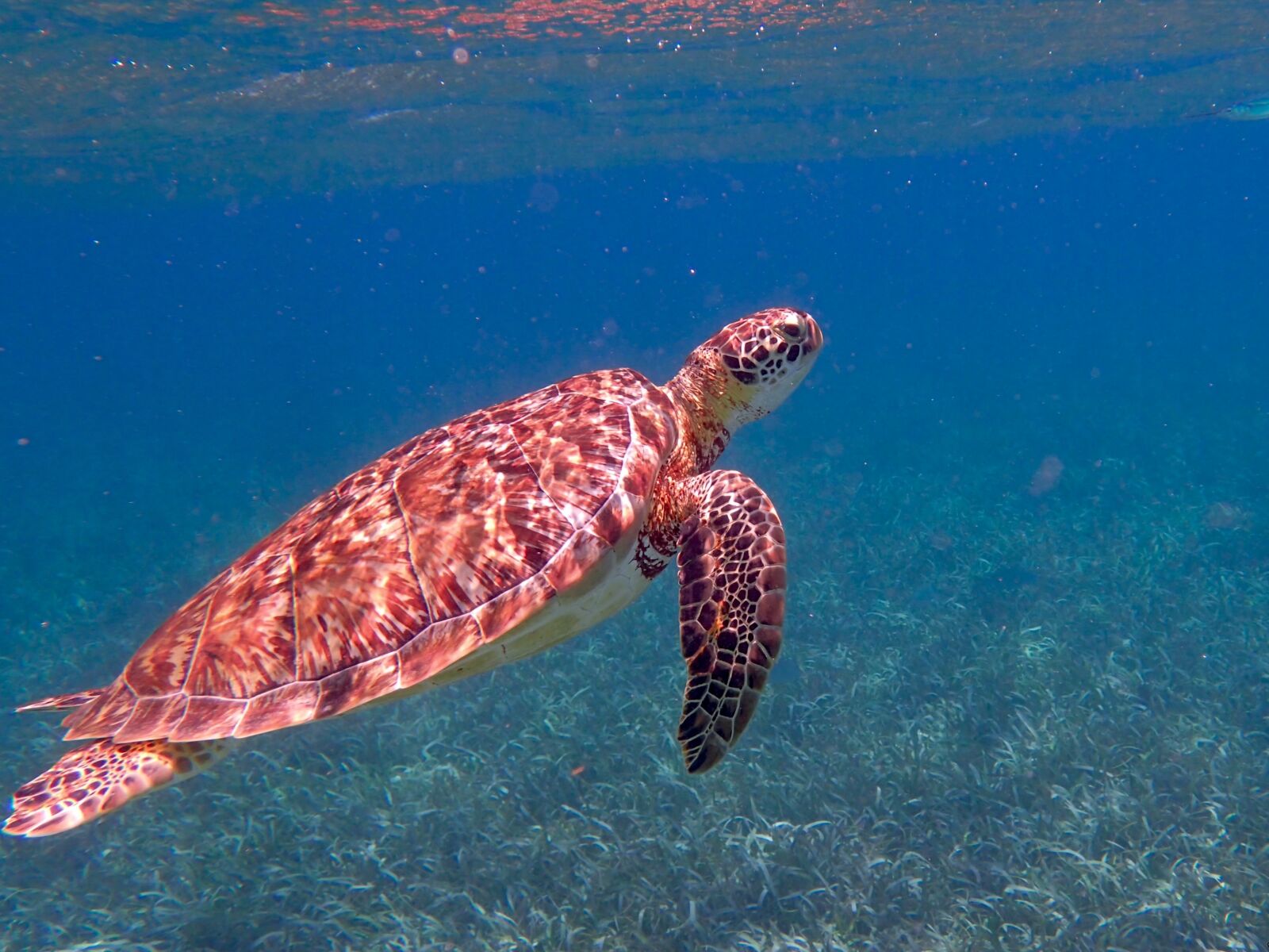 Olympus TG-4 sample photo. Turtle, belize, ocean photography