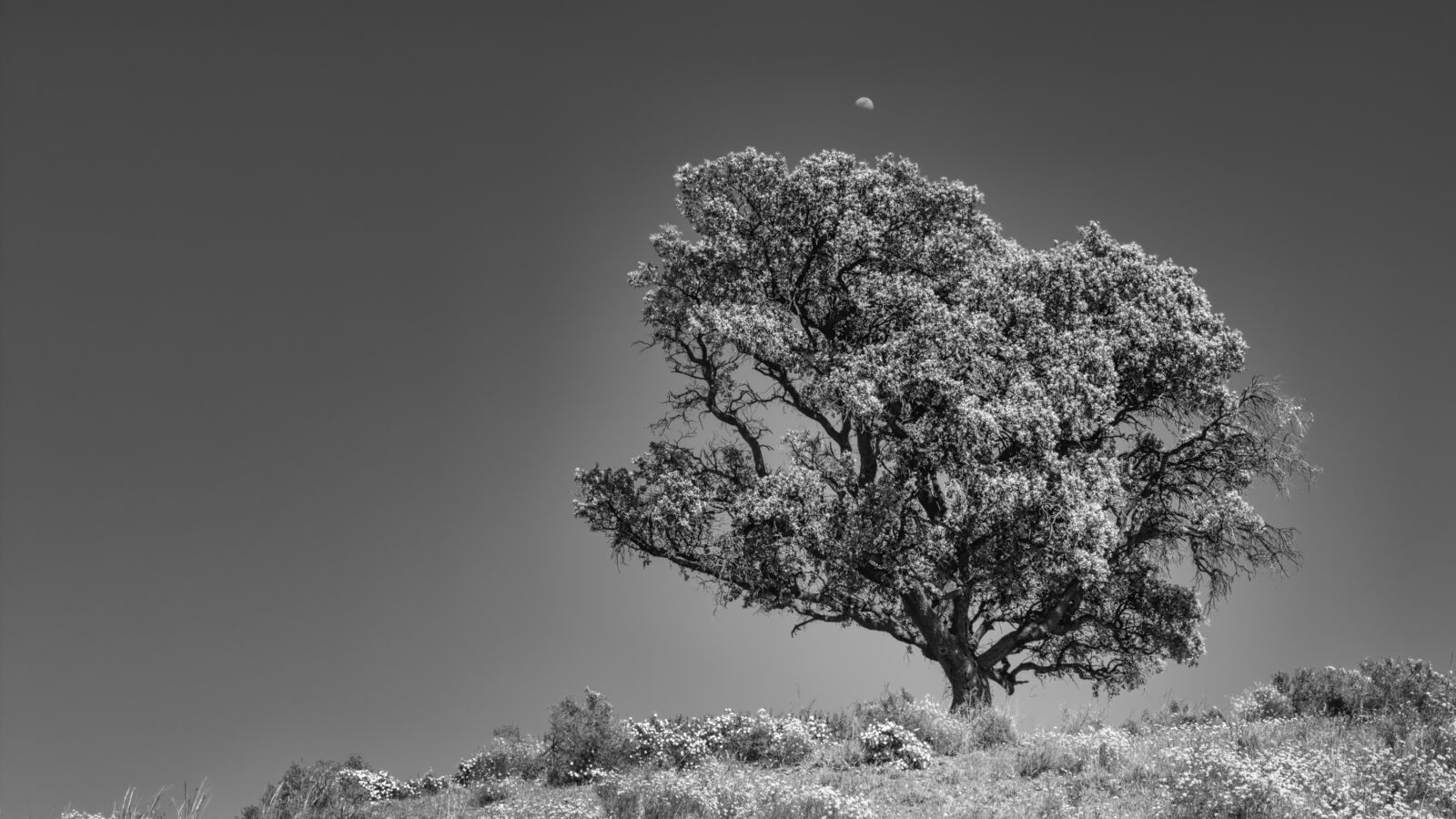 Canon EOS 100D (EOS Rebel SL1 / EOS Kiss X7) sample photo. Spain, tree, landscape photography
