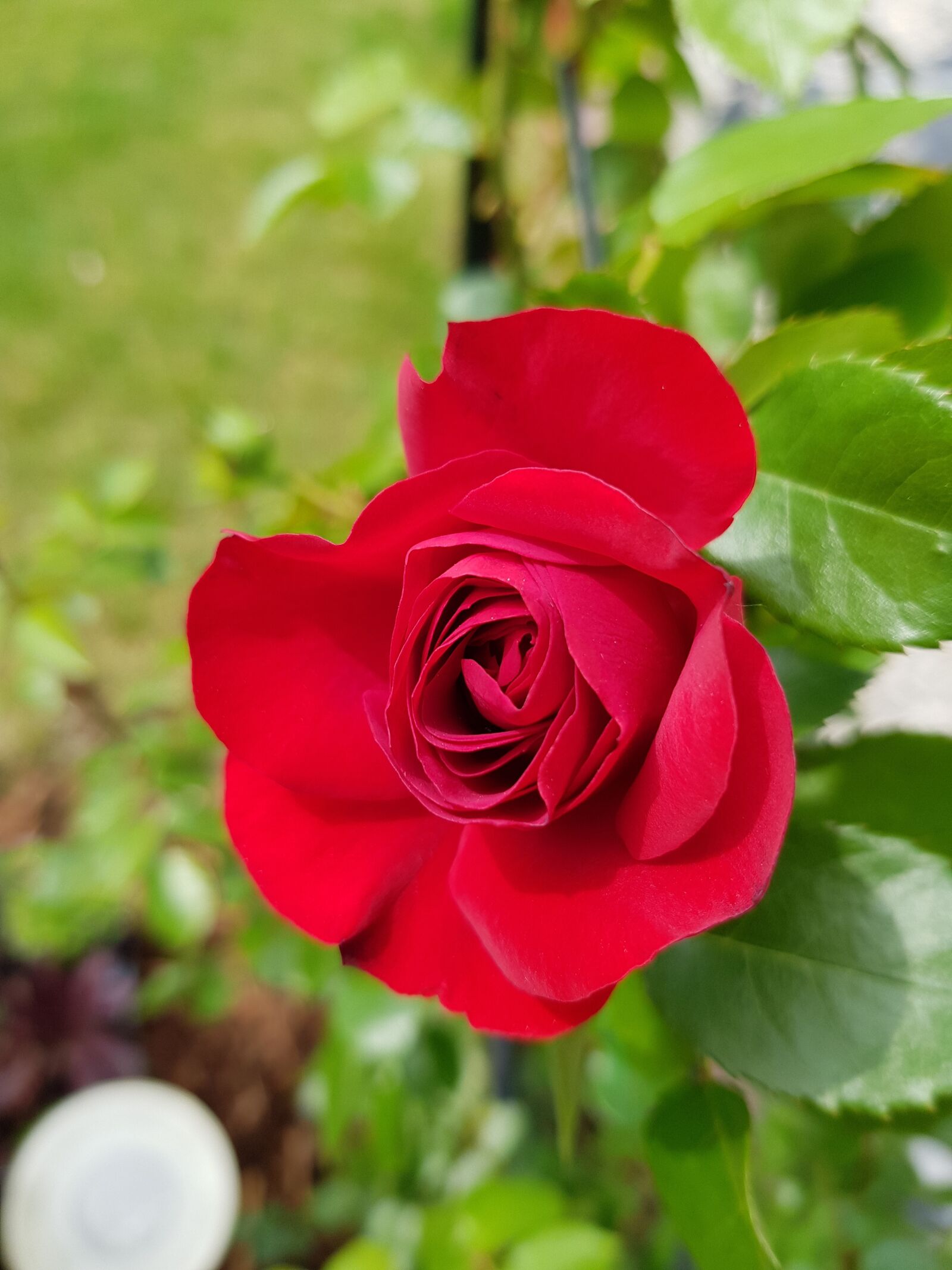 Samsung Galaxy S8 sample photo. Rose, red, flower photography