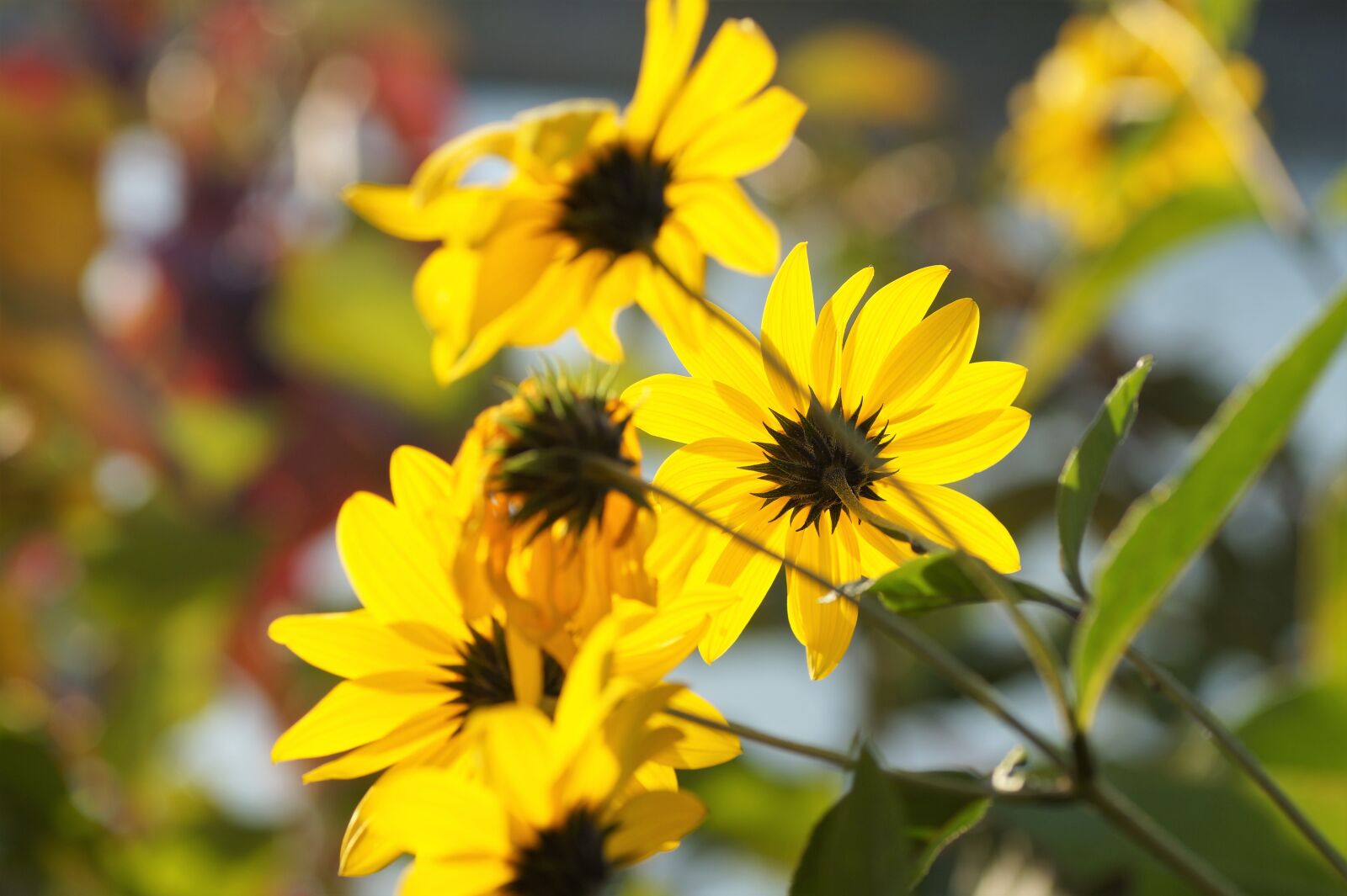 Sony SLT-A58 sample photo. Jerusalem artichoke, small, sunflower photography