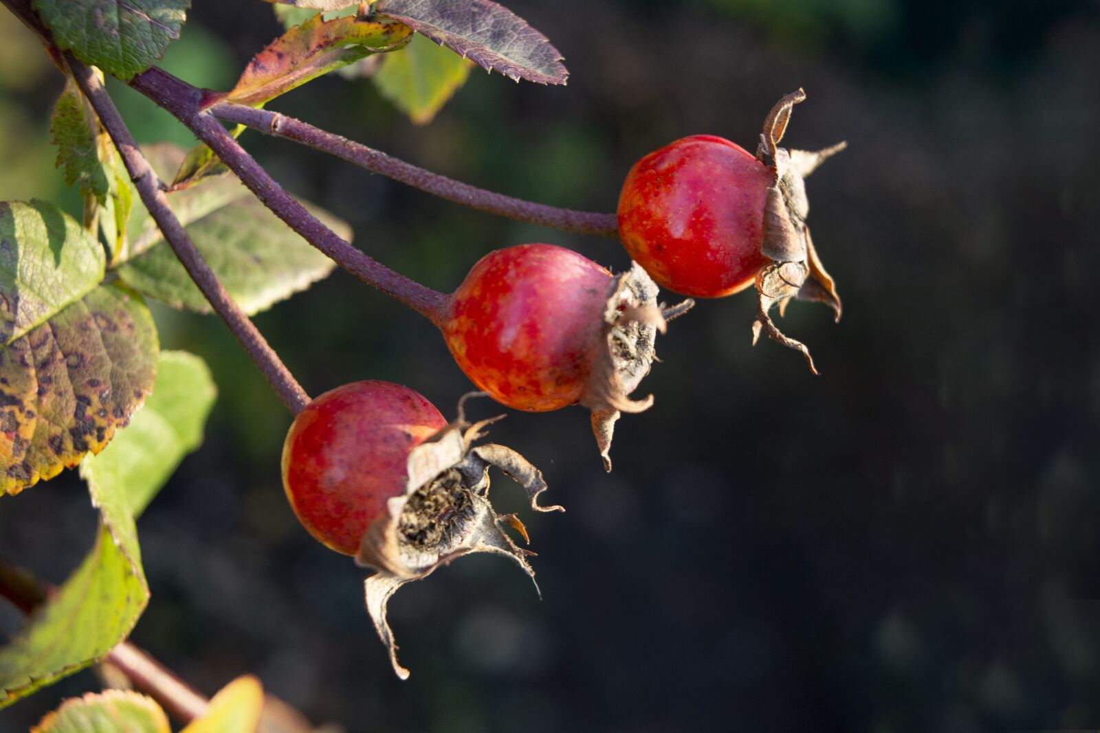 Nikon D5200 sample photo. Rose hip, plant, green photography