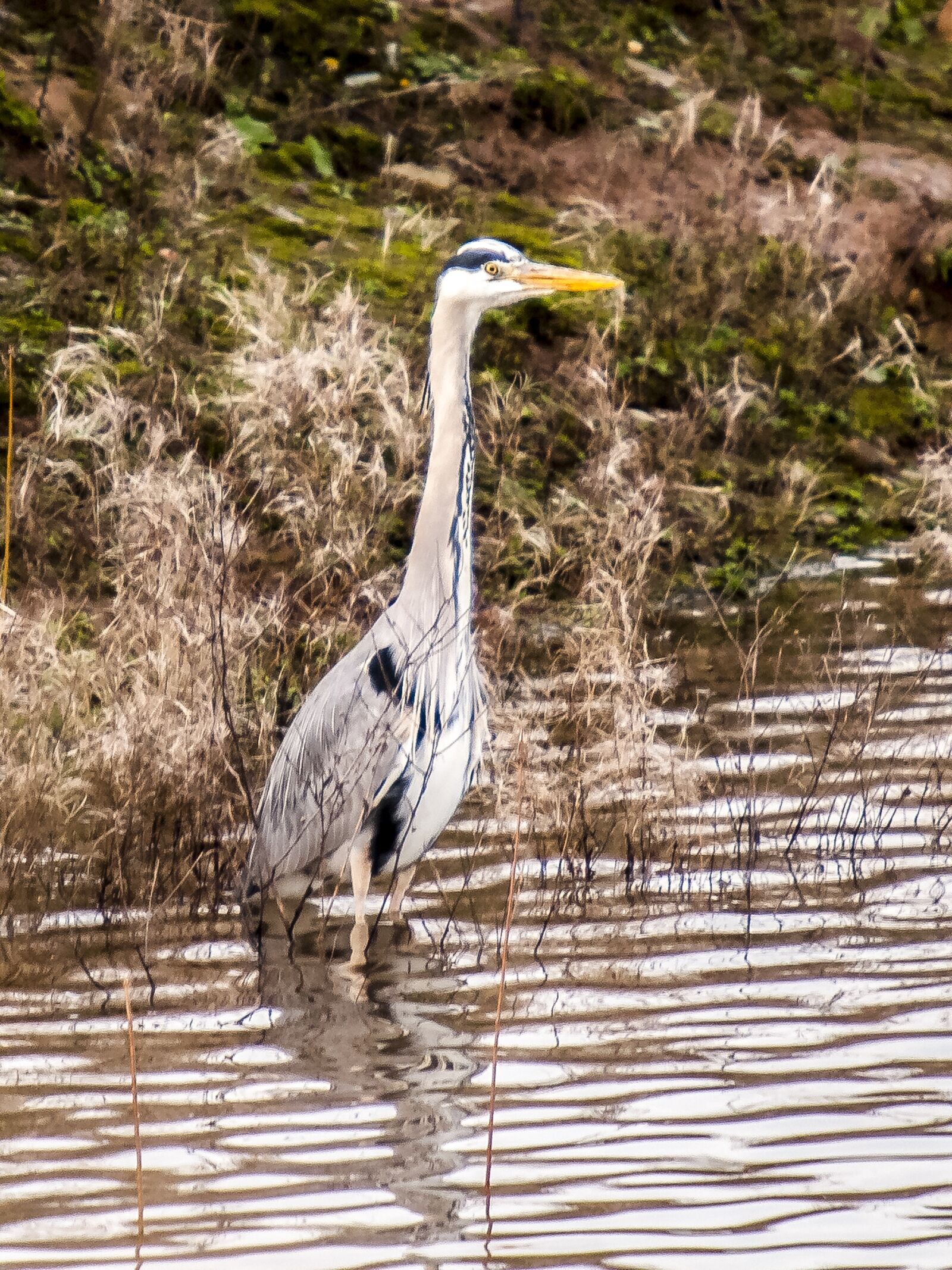 Olympus E-3 sample photo. Grey heron, heron, bird photography