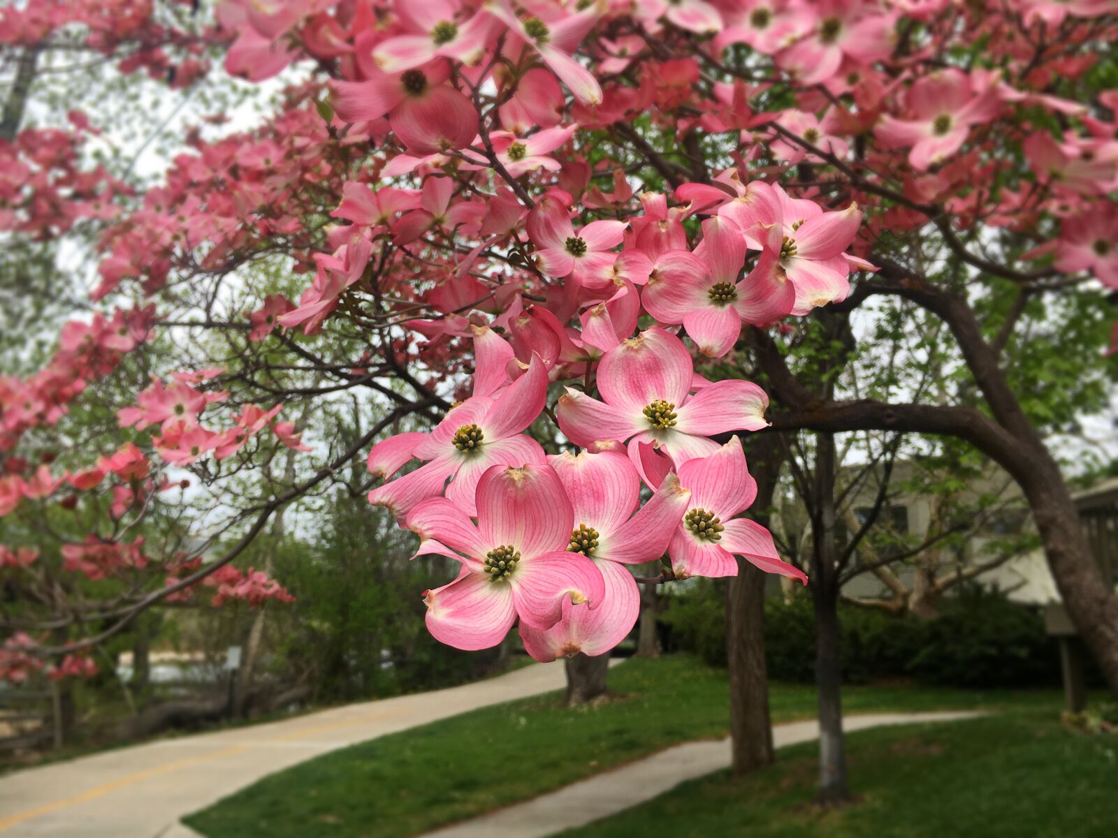 Apple iPhone 6s sample photo. Spring, springtime, nature photography