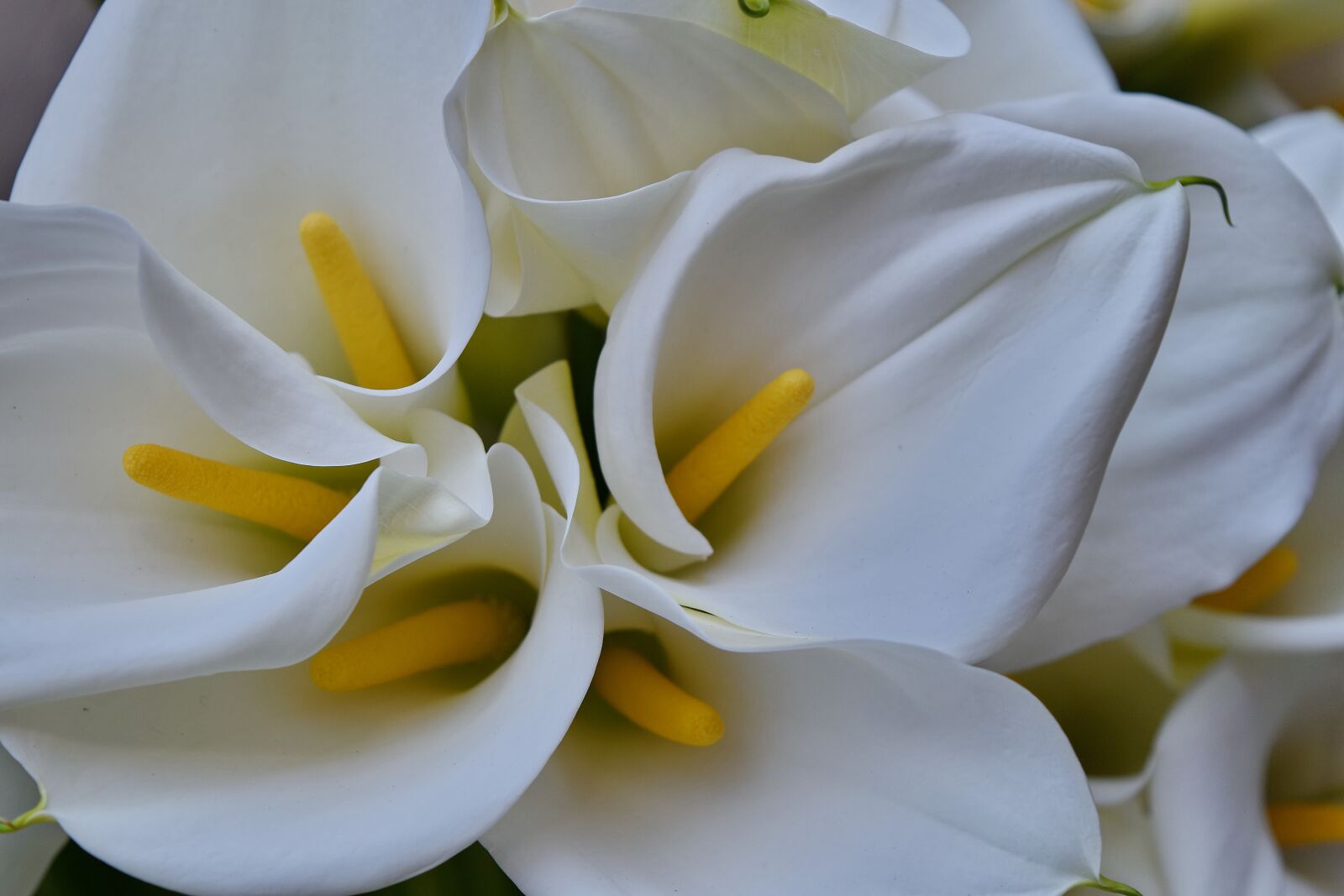Nikon D5500 sample photo. Botany, horticulture, white flower photography