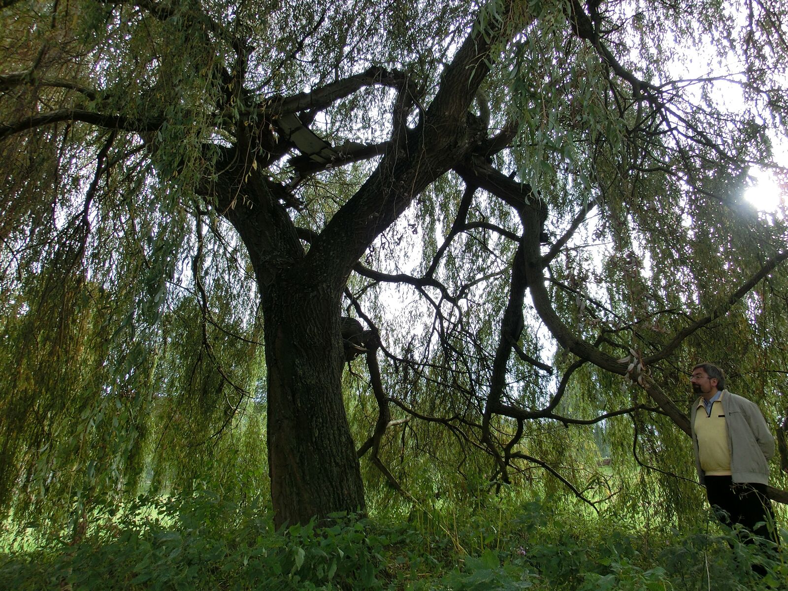 CASIO EX-ZR100 sample photo. Tree, nature, wood photography