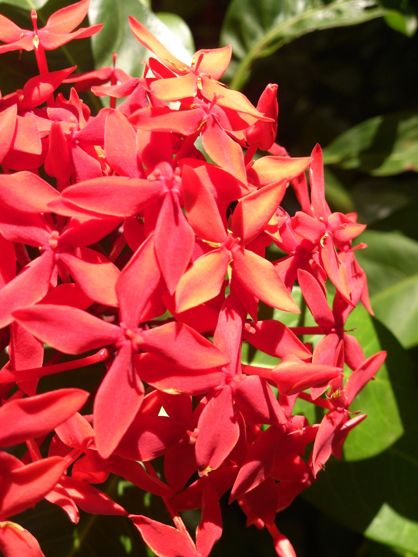 Sony Xperia T sample photo. Floral, plant, garden photography