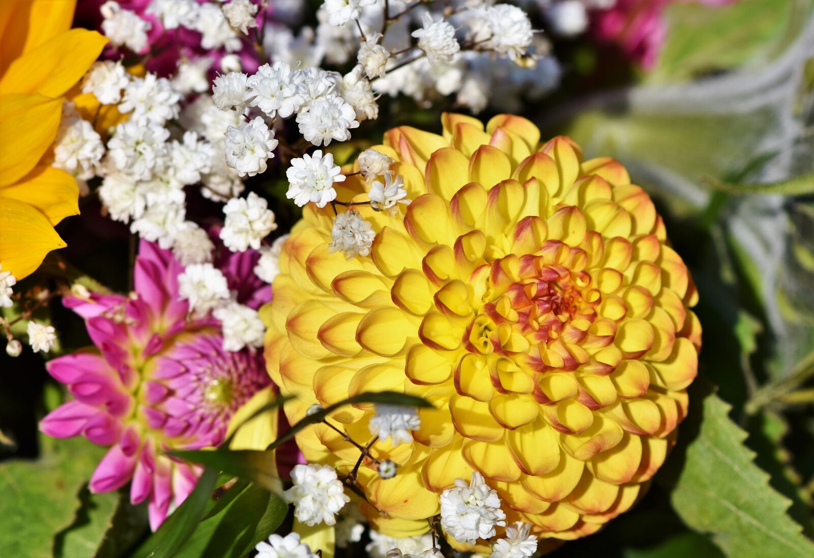 Nikon D7200 sample photo. Dahlia, dahlias bud, flower photography