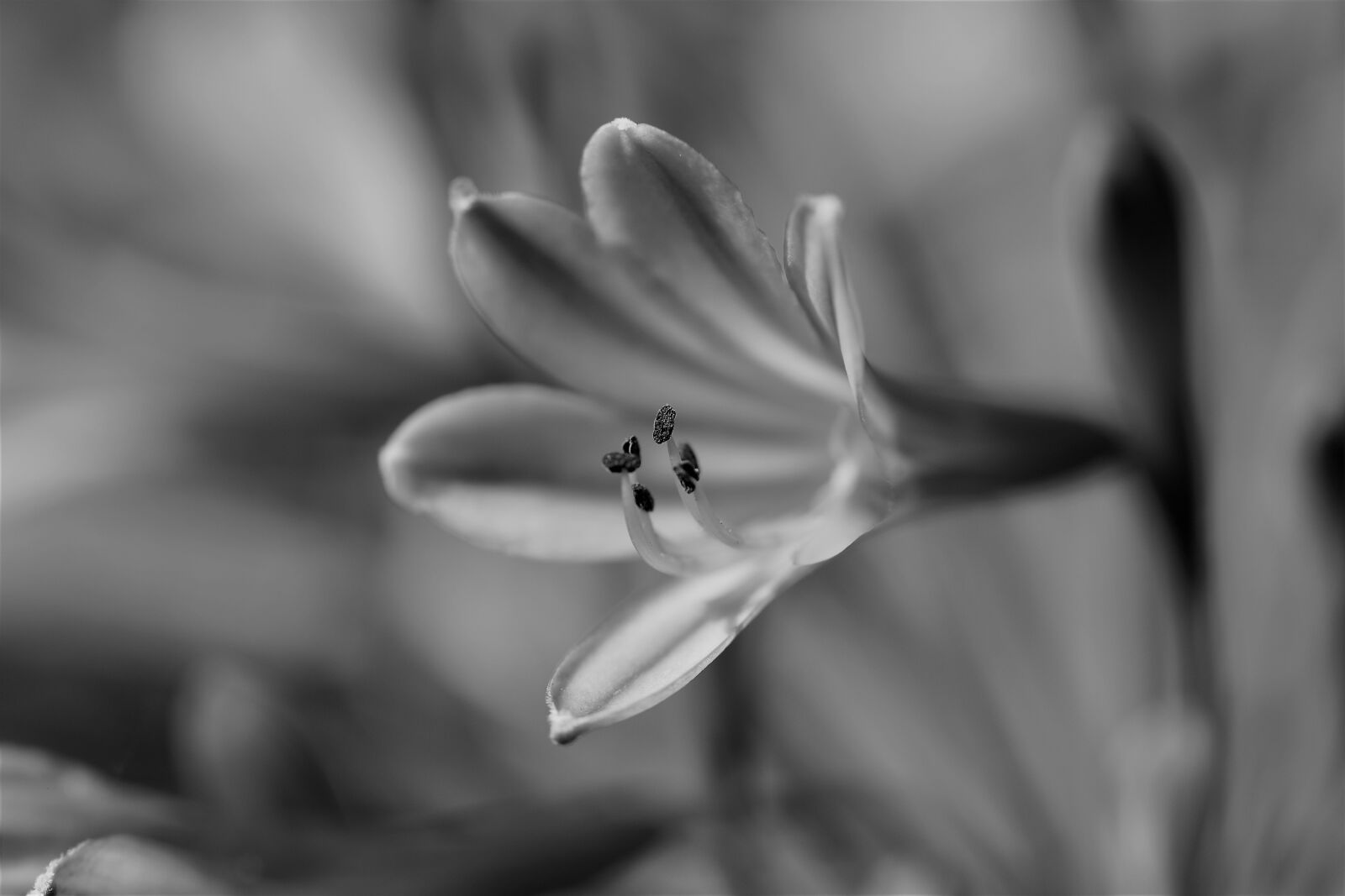 Nikon D5500 sample photo. Black and white, flower photography
