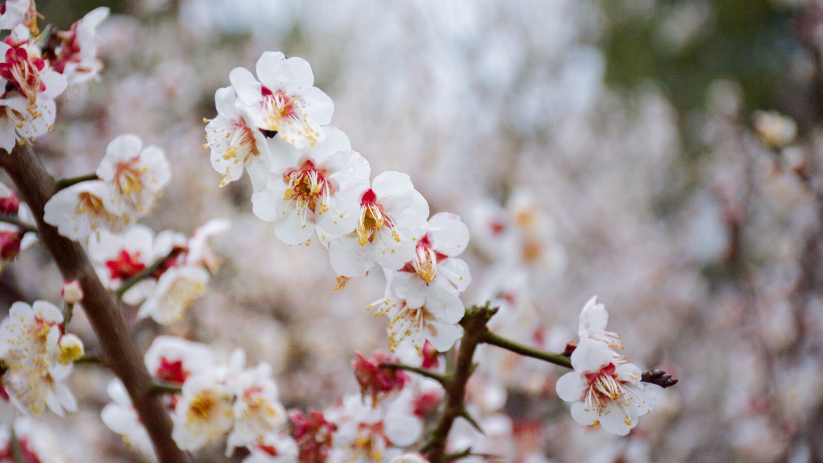 Nikon D7100 sample photo. Cherry wood, flower, branch photography