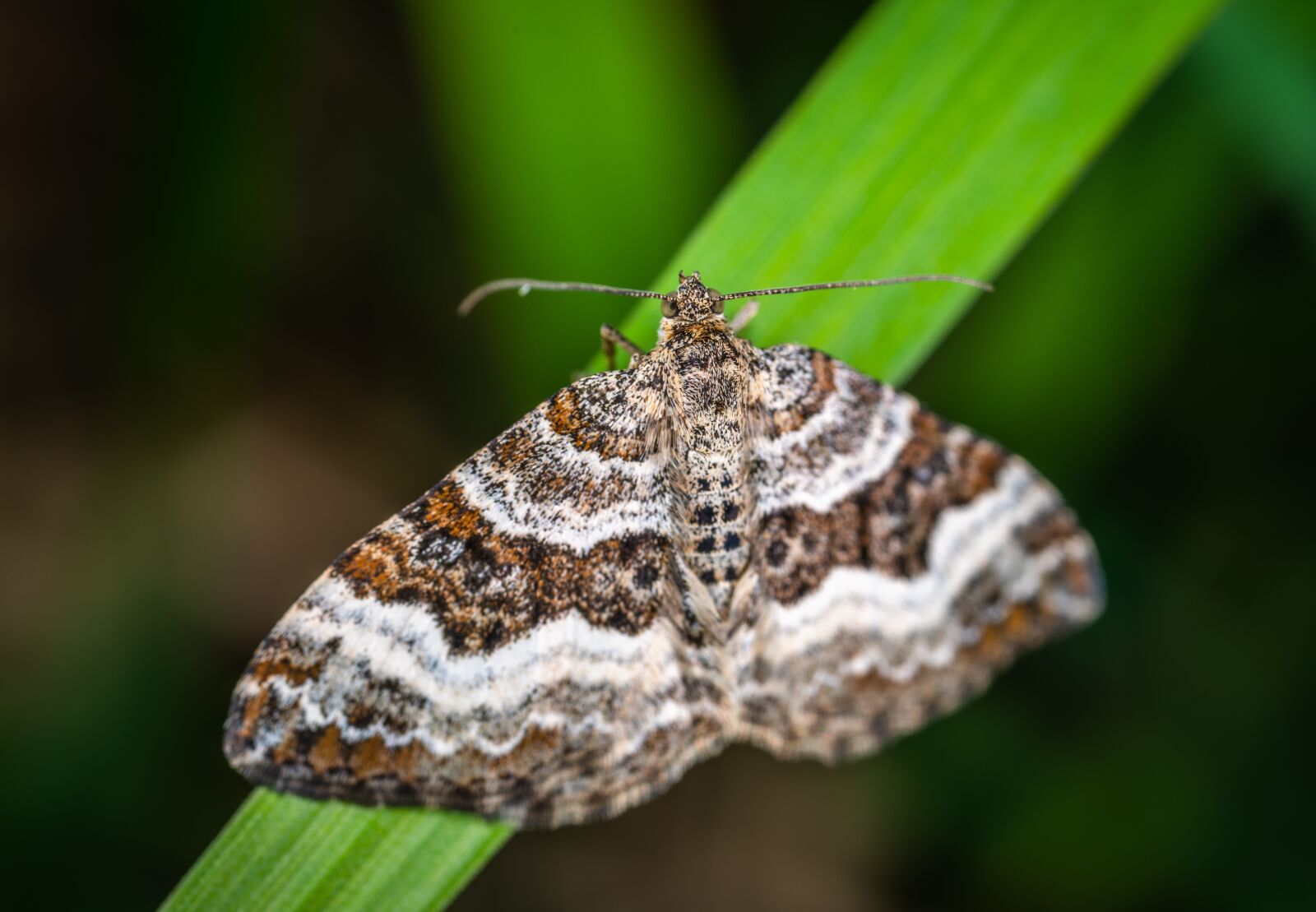 #124 65/2.8 sample photo. Macro, butterfly, blade of photography