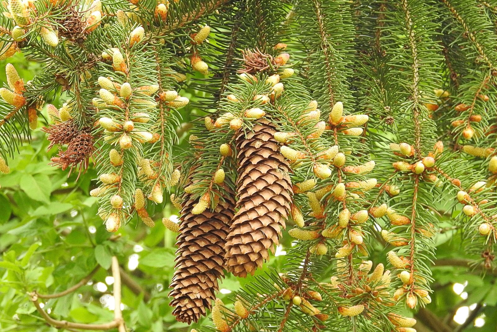 Nikon Coolpix P900 sample photo. Fir tree, pine cones photography