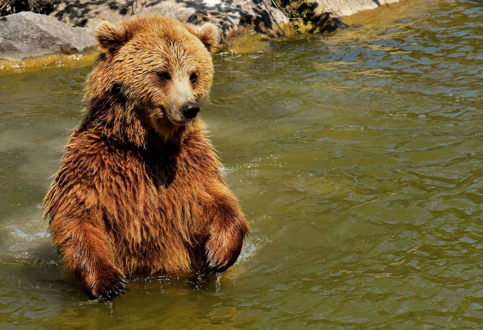 Nikon D7200 sample photo. European brown bear, brown photography