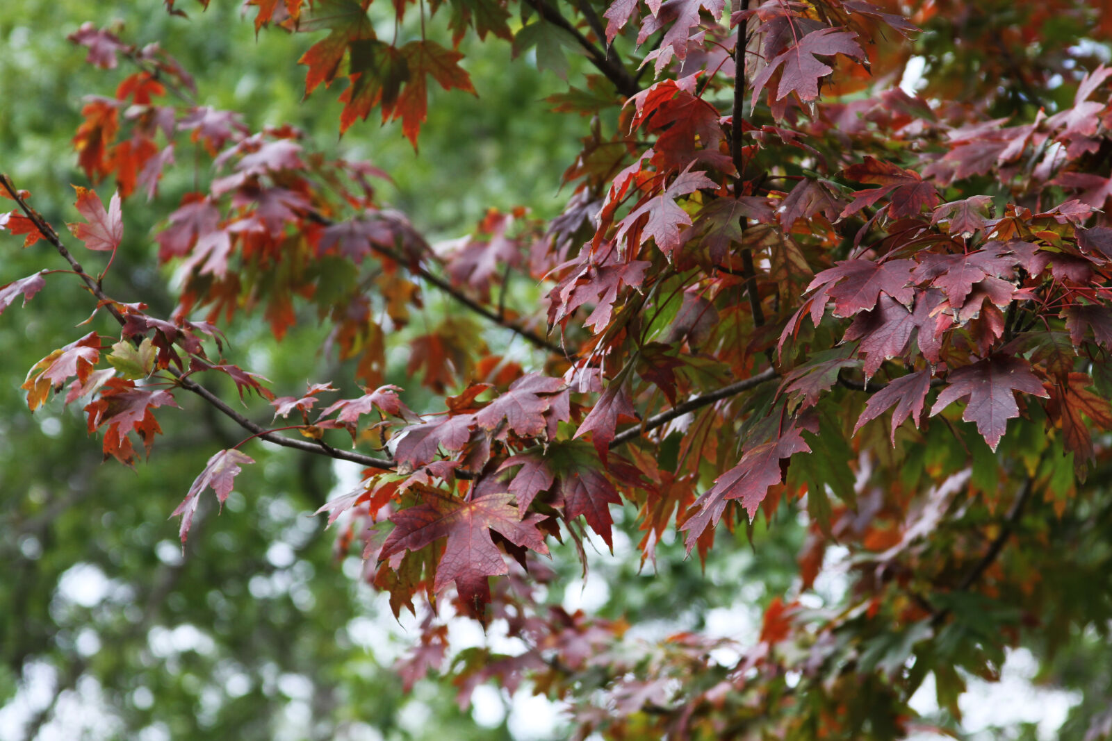 Canon EOS 7D + Canon EF 28-135mm F3.5-5.6 IS USM sample photo. Fall, leaves photography