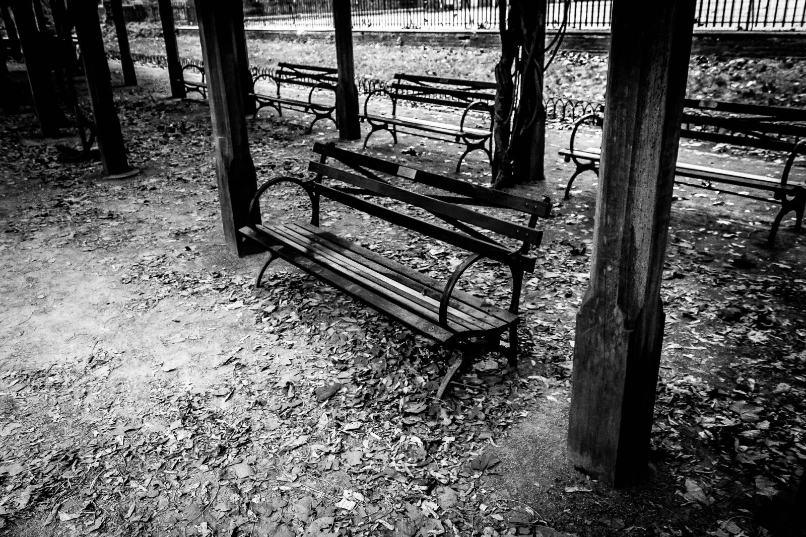 Canon EOS 1000D (EOS Digital Rebel XS / EOS Kiss F) sample photo. B, w, benches, leaves photography