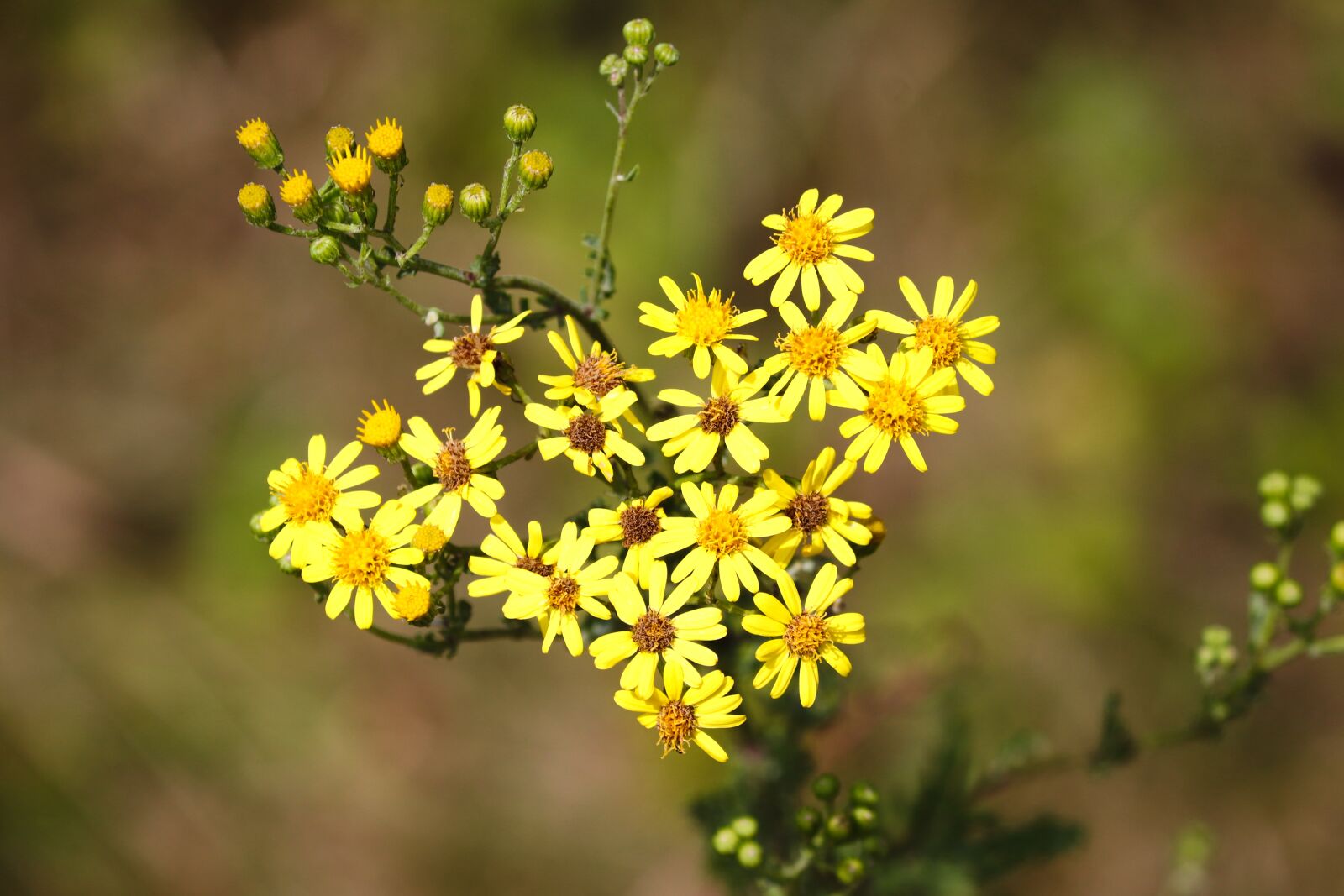 Canon EOS 200D (EOS Rebel SL2 / EOS Kiss X9) sample photo. Groundsel, flowers, yellow photography