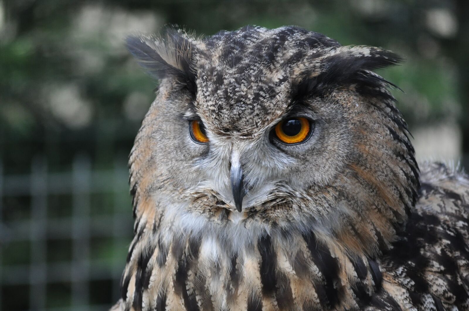 Nikon D5000 sample photo. Endangered species, endemic, eye photography